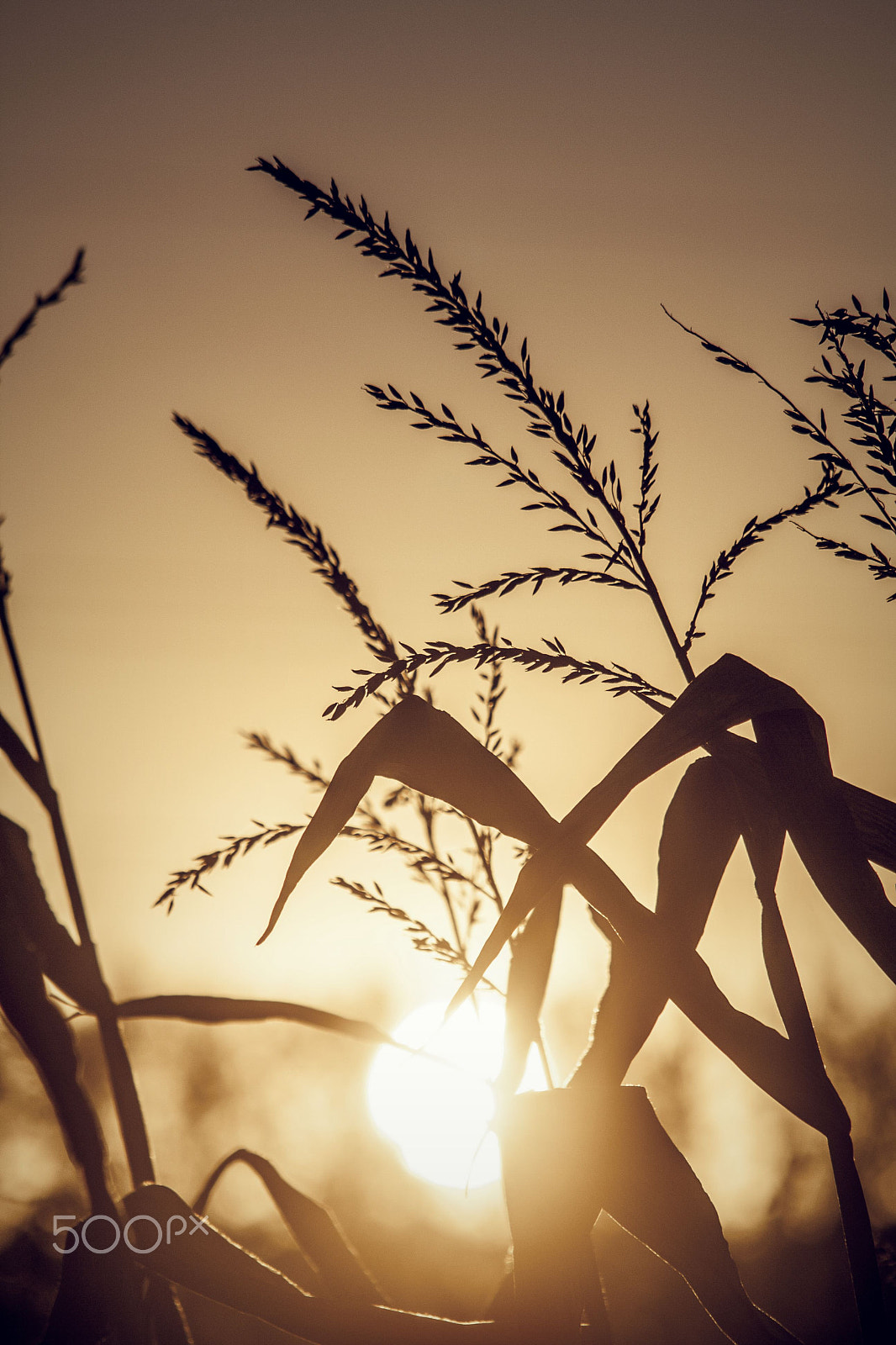 Canon EF 75-300mm f/4-5.6 USM sample photo. Countryside sunset photography