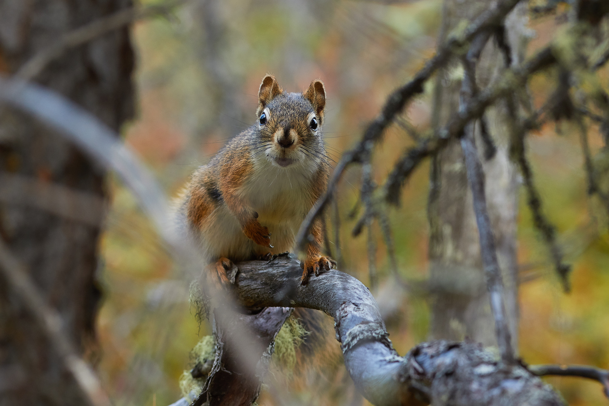 Canon EOS 7D Mark II + Canon EF 300mm F4L IS USM sample photo. What? photography