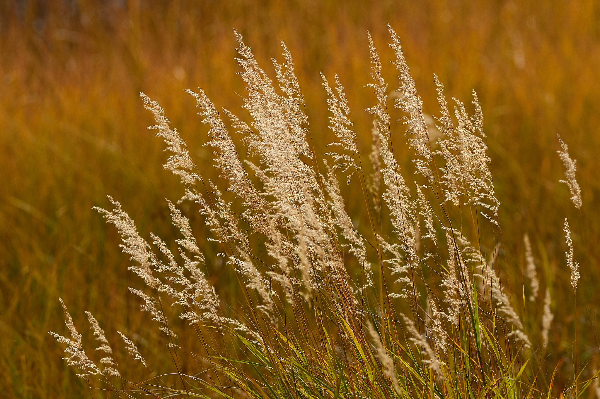 Canon EF 300mm F4L IS USM sample photo. Gold photography