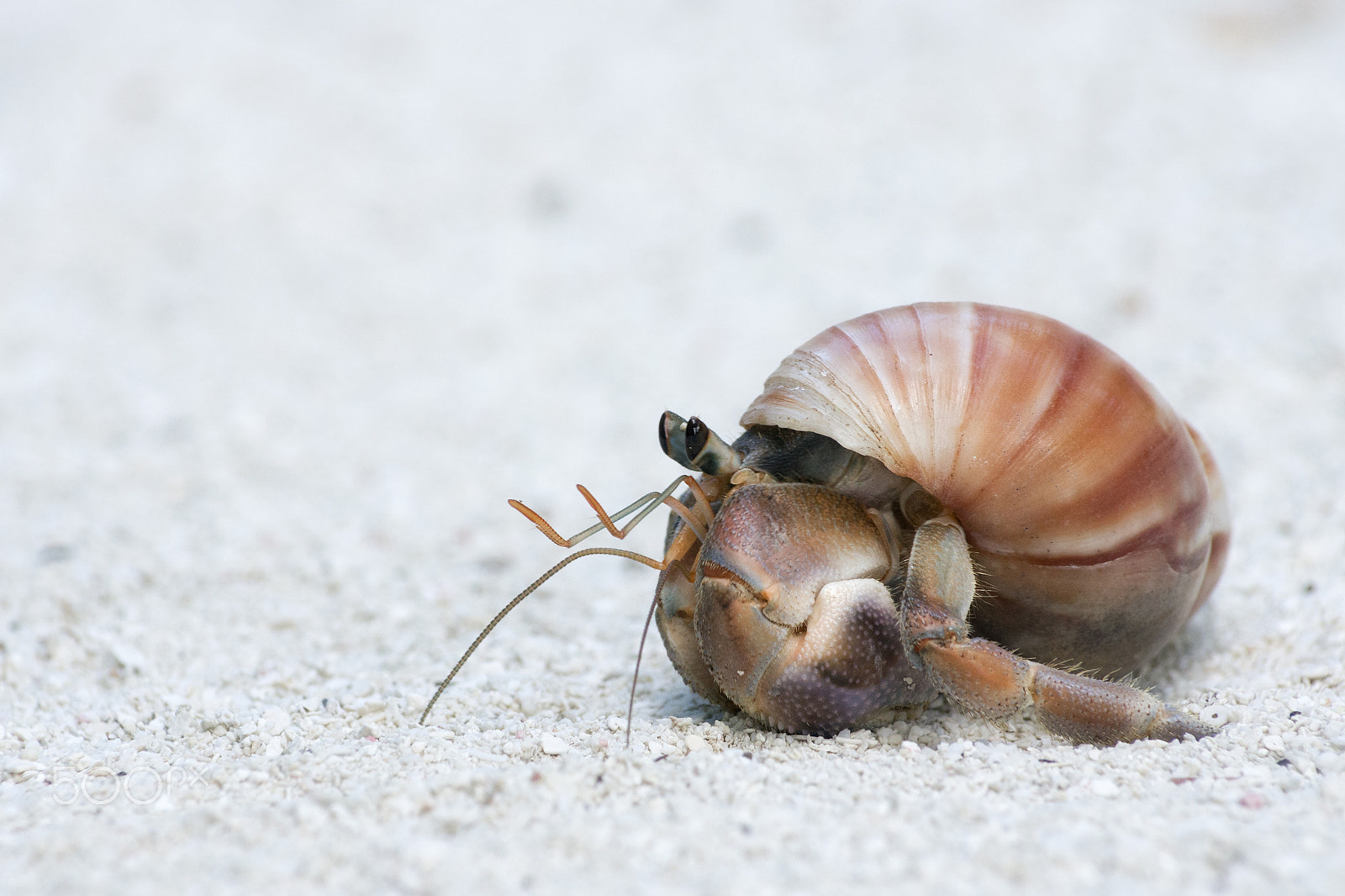 Pentax smc DA* 50-135mm F2.8 ED (IF) SDM sample photo. Hermit crab photography