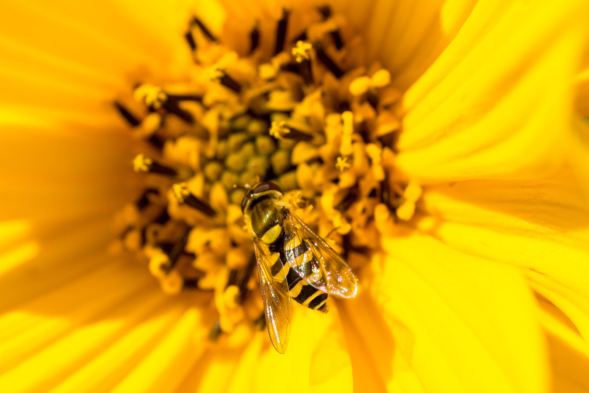 Sony SLT-A77 + Tamron SP AF 90mm F2.8 Di Macro sample photo. Bee on yellow flower photography