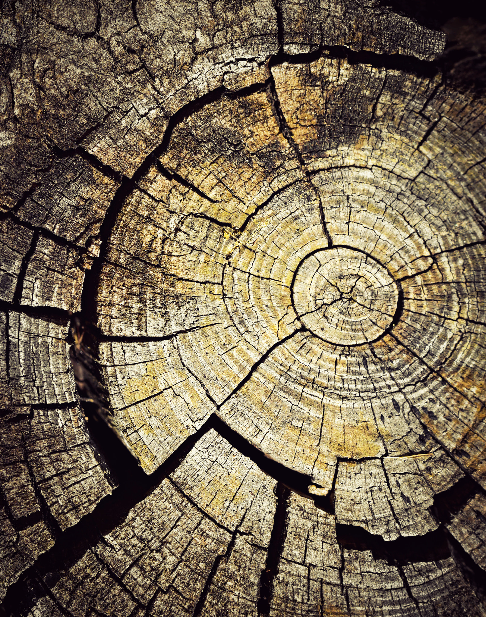 Nikon D5500 + Tamron SP 90mm F2.8 Di VC USD 1:1 Macro (F004) sample photo. Old wood with tree rings photography