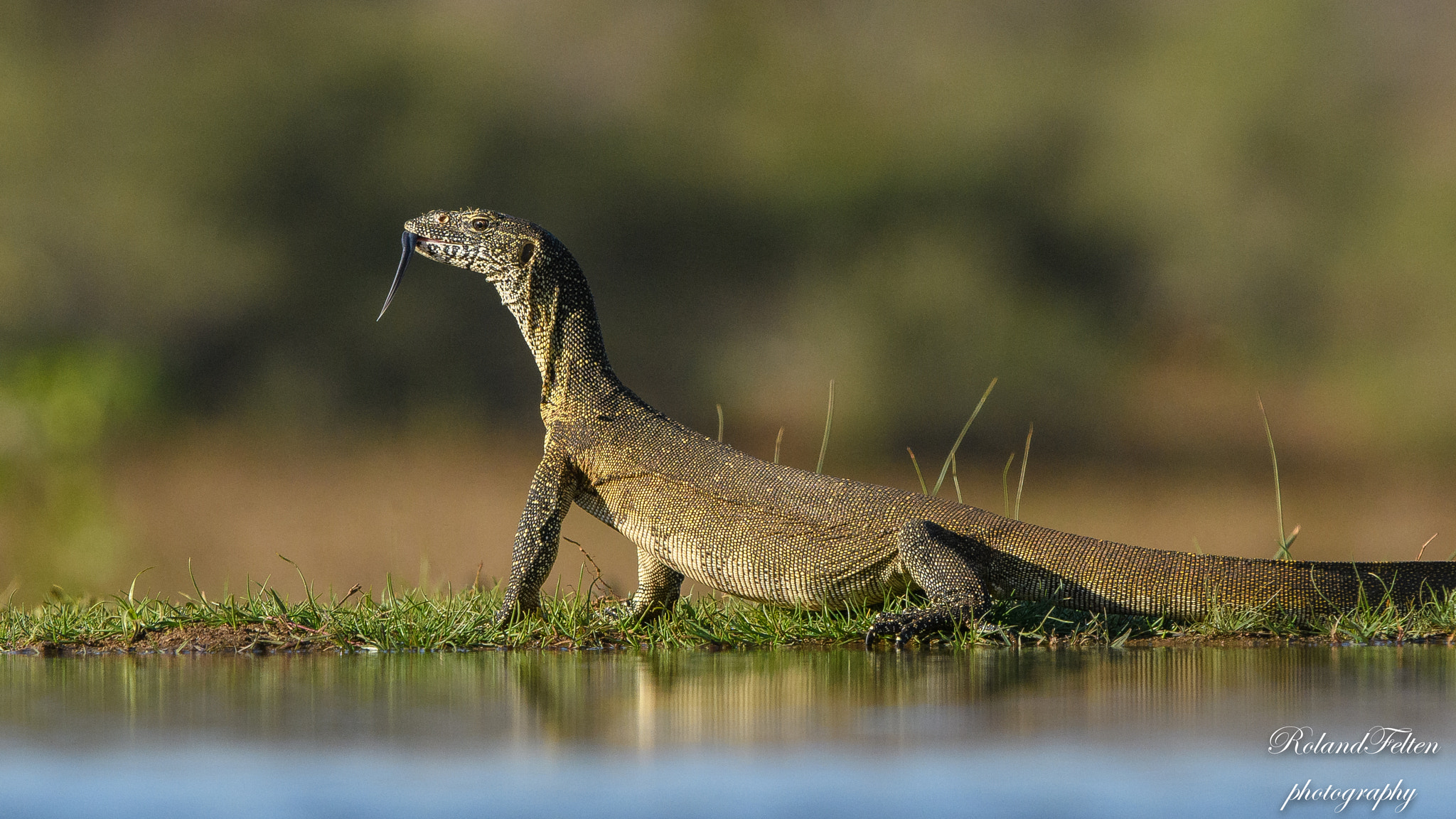 Nikon AF-S Nikkor 200-400mm F4G ED-IF VR sample photo. Monitor lizard photography