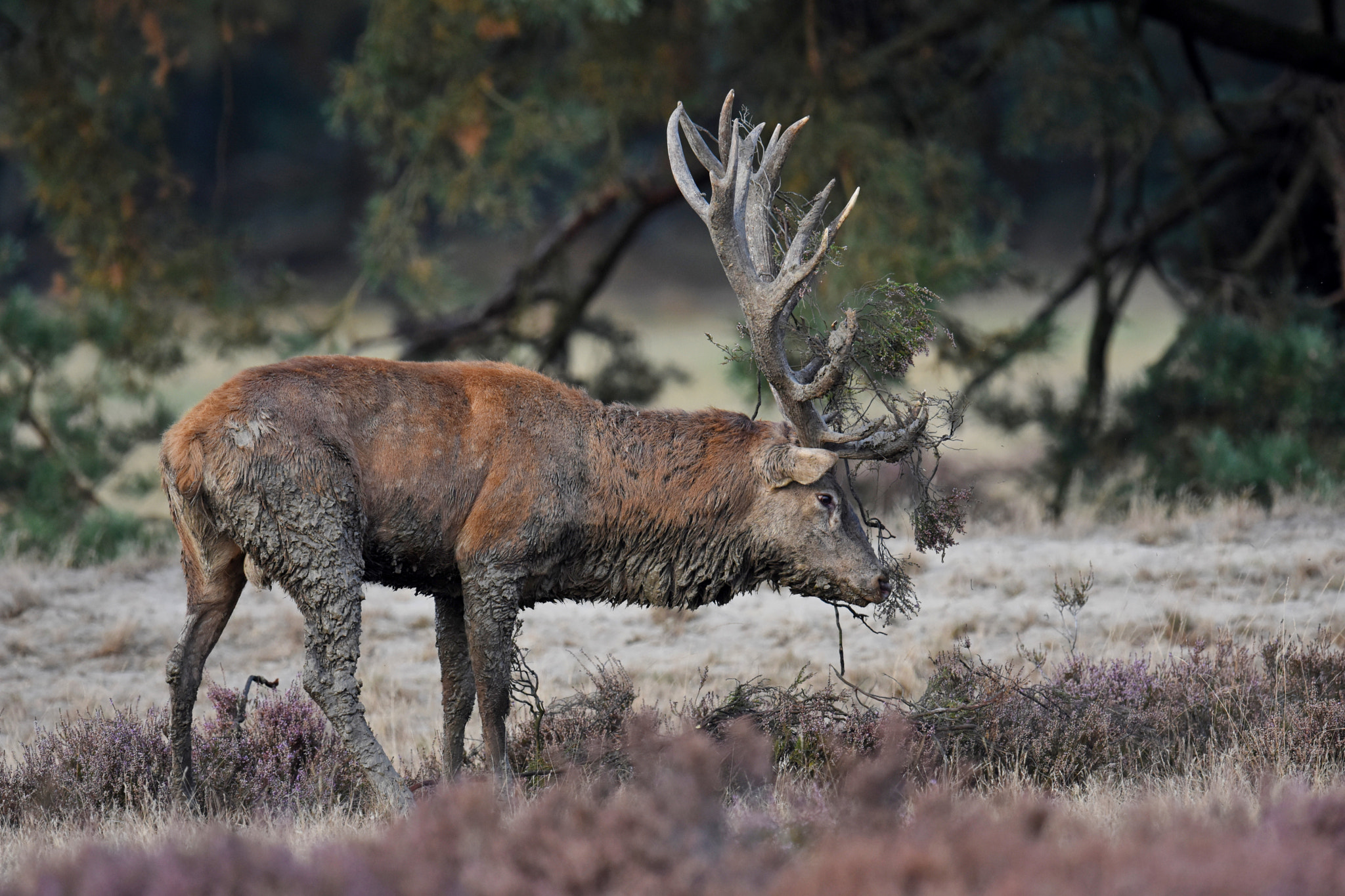 Nikon D7200 + Nikon AF-S Nikkor 600mm F4G ED VR sample photo. Red deer photography