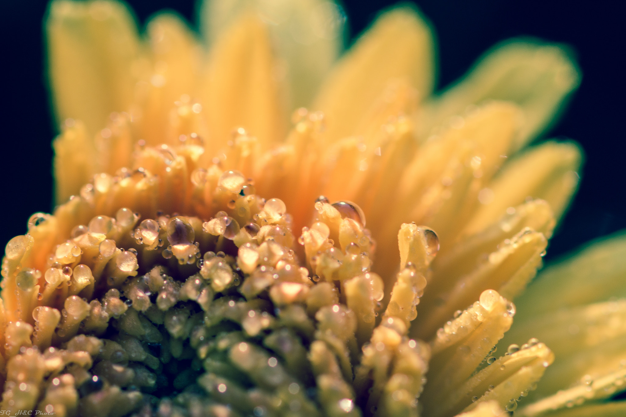 Canon EF 100mm F2.8 Macro USM sample photo. Droplets photography