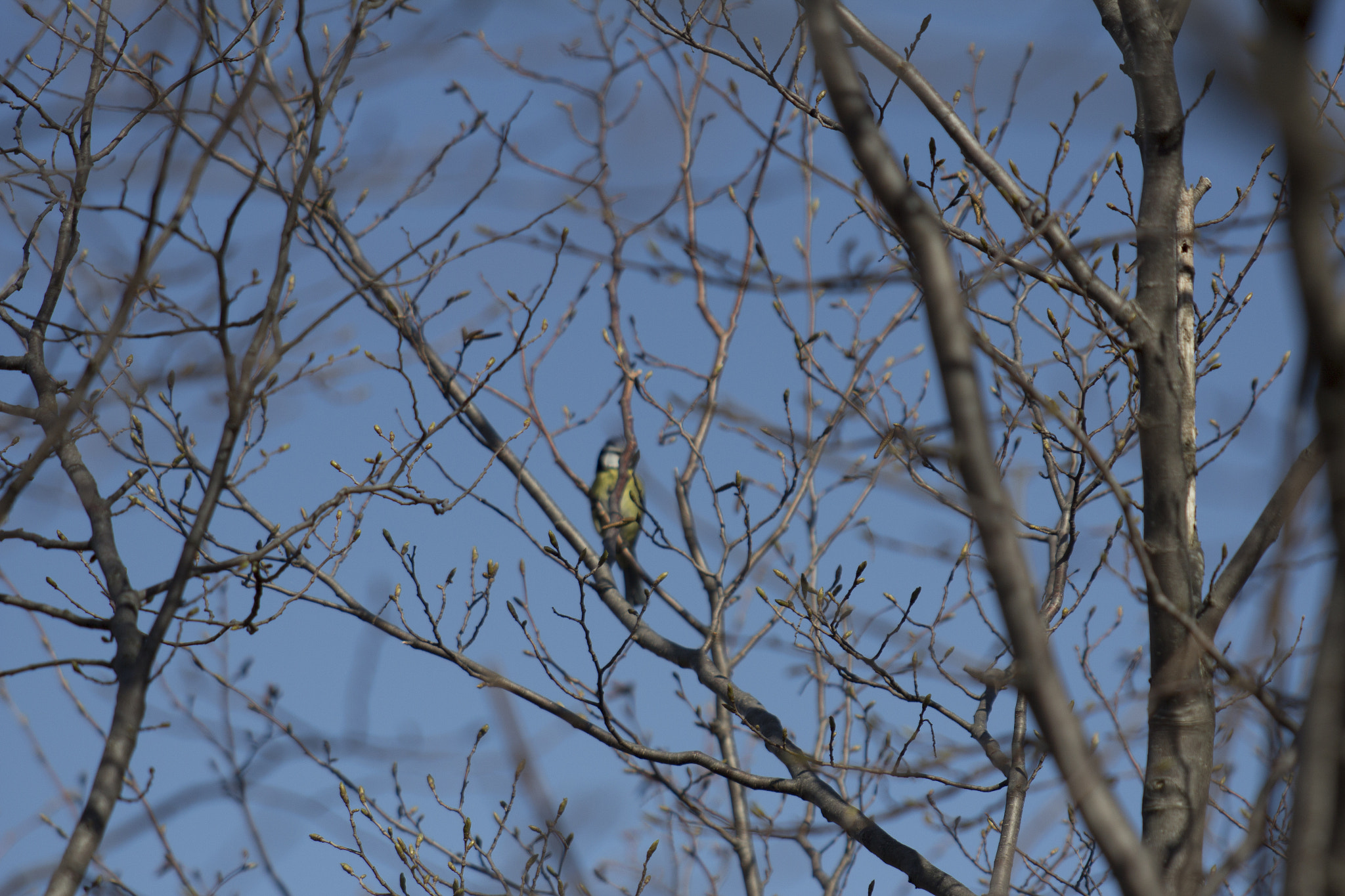 Canon EOS 600D (Rebel EOS T3i / EOS Kiss X5) sample photo. Amazing birds photography