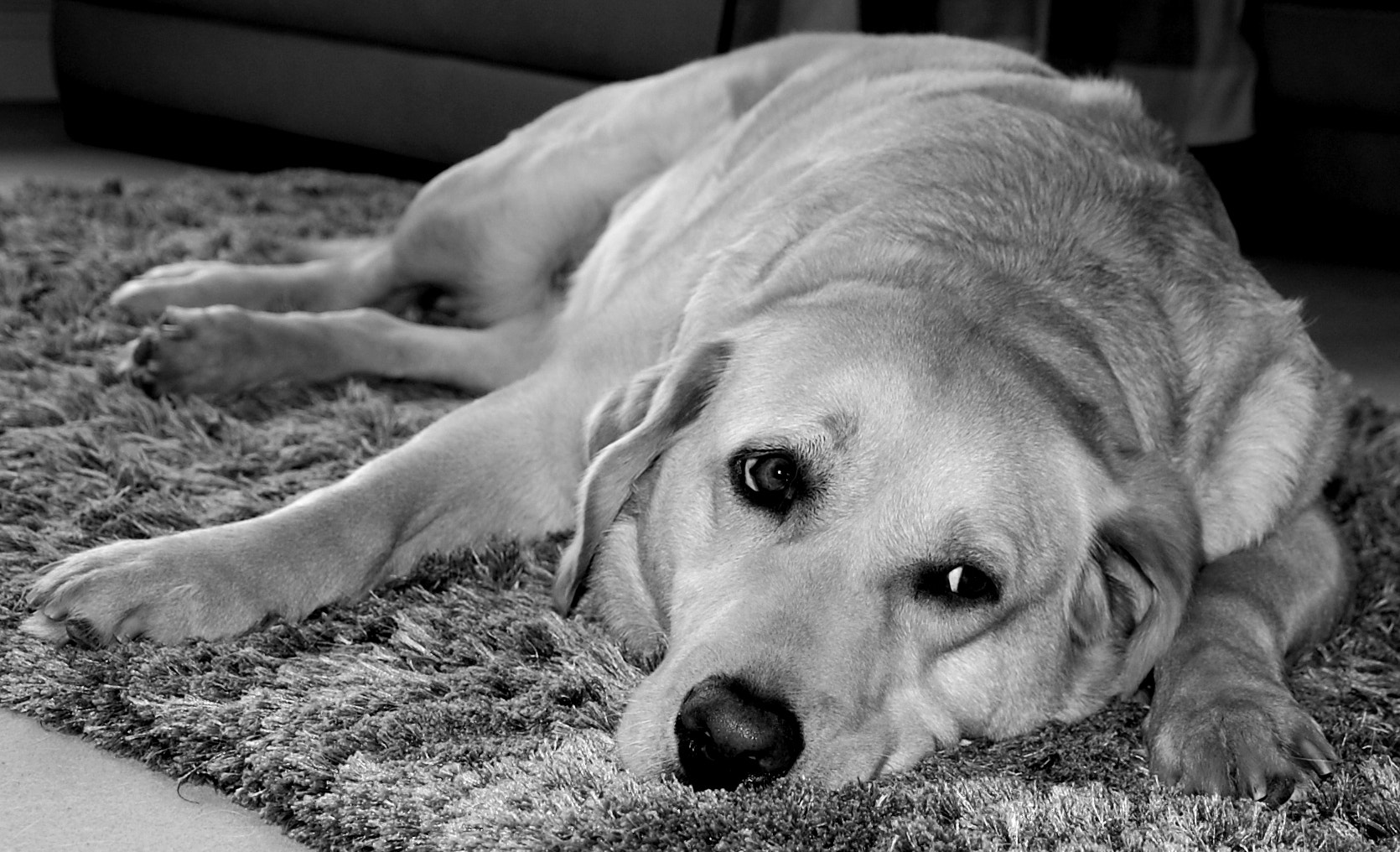 Nikon D40 sample photo. Pip the labrador after a run photography