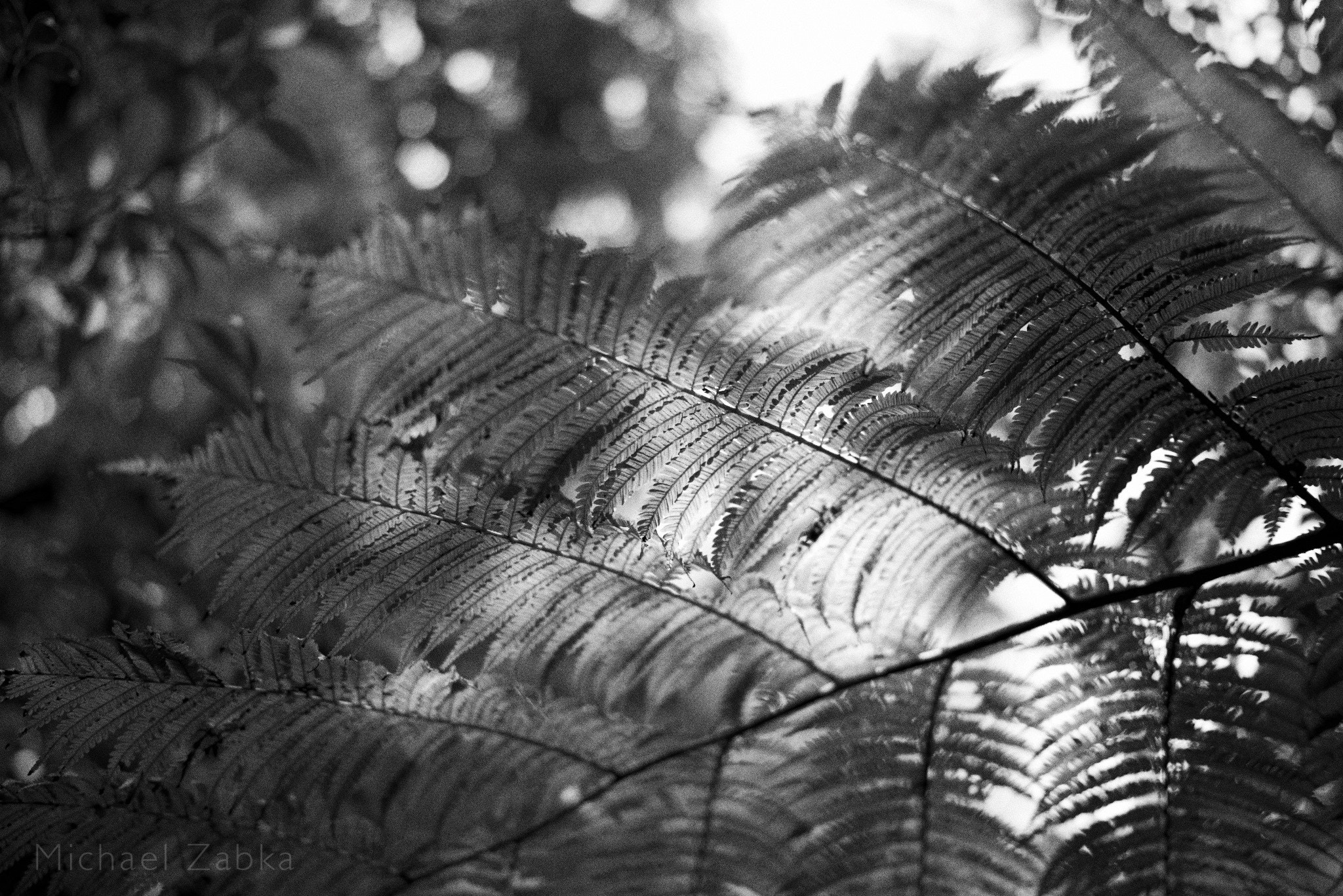 Sony a7R + Sony Distagon T* FE 35mm F1.4 ZA sample photo. Jungle fern (japan) photography