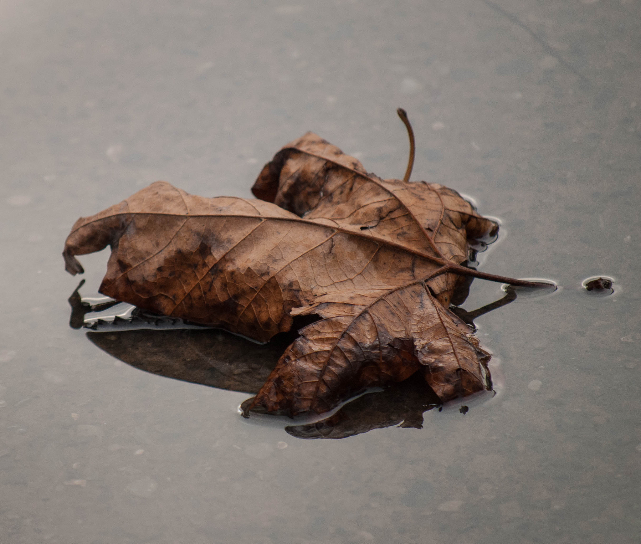 Nikon D40X sample photo. Wet and dead... photography