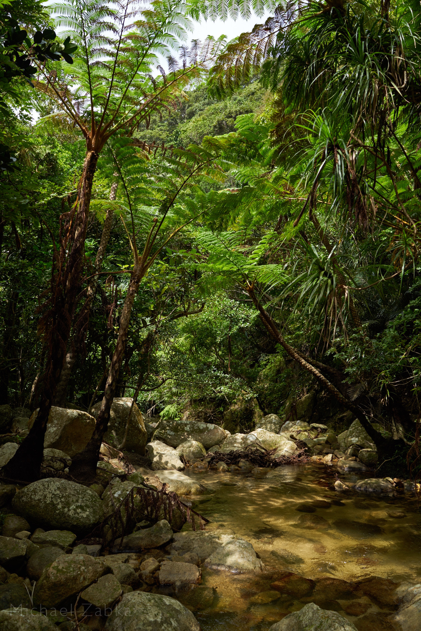 Sony a7R + Sony Distagon T* FE 35mm F1.4 ZA sample photo. Jungle riverhike (japan) photography