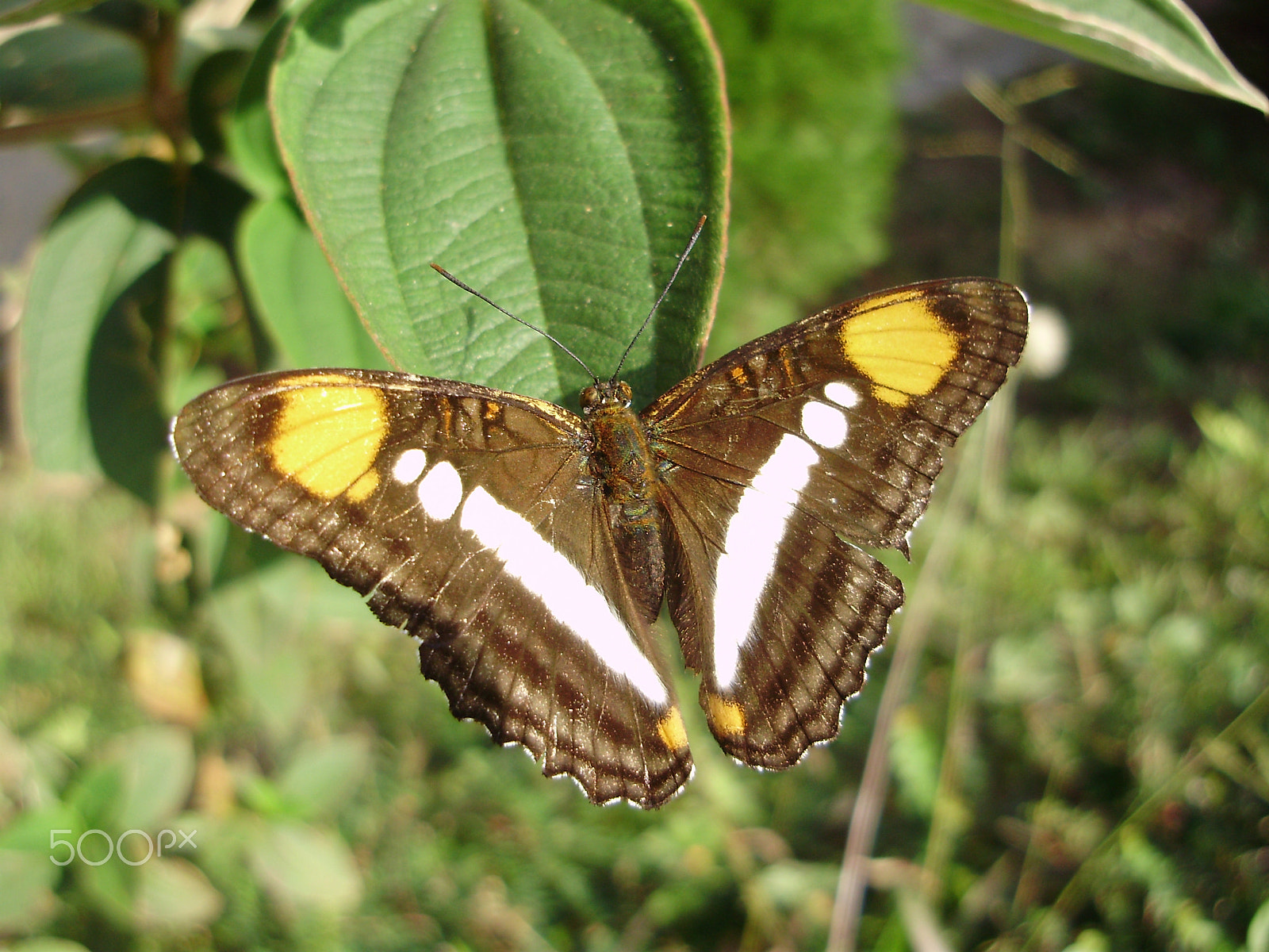 Olympus FE310,X840,C530 sample photo. Butterfly photography