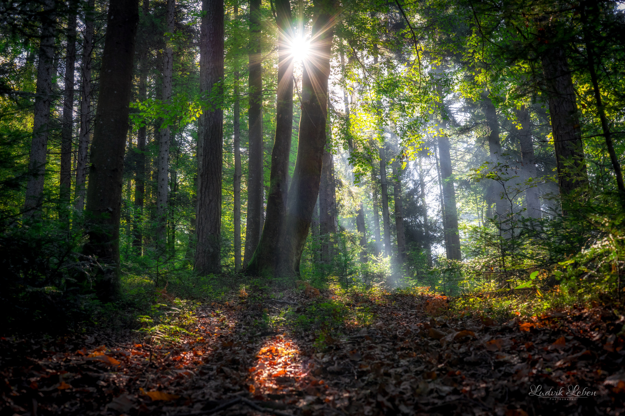 Sony a7 II + Sony 50mm F1.4 sample photo. Forest kingdom photography