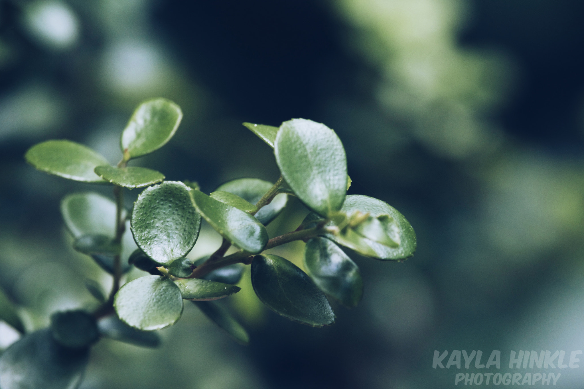 Canon EF-S 55-250mm F4-5.6 IS STM sample photo. Tiny green photography