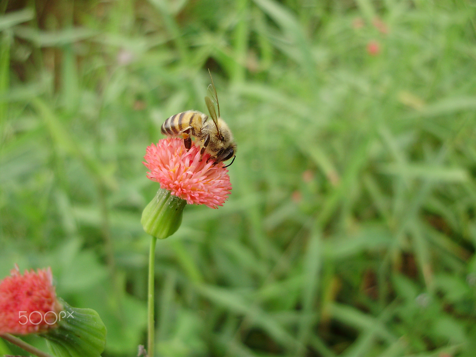 Olympus FE310,X840,C530 sample photo. Bee and flower photography