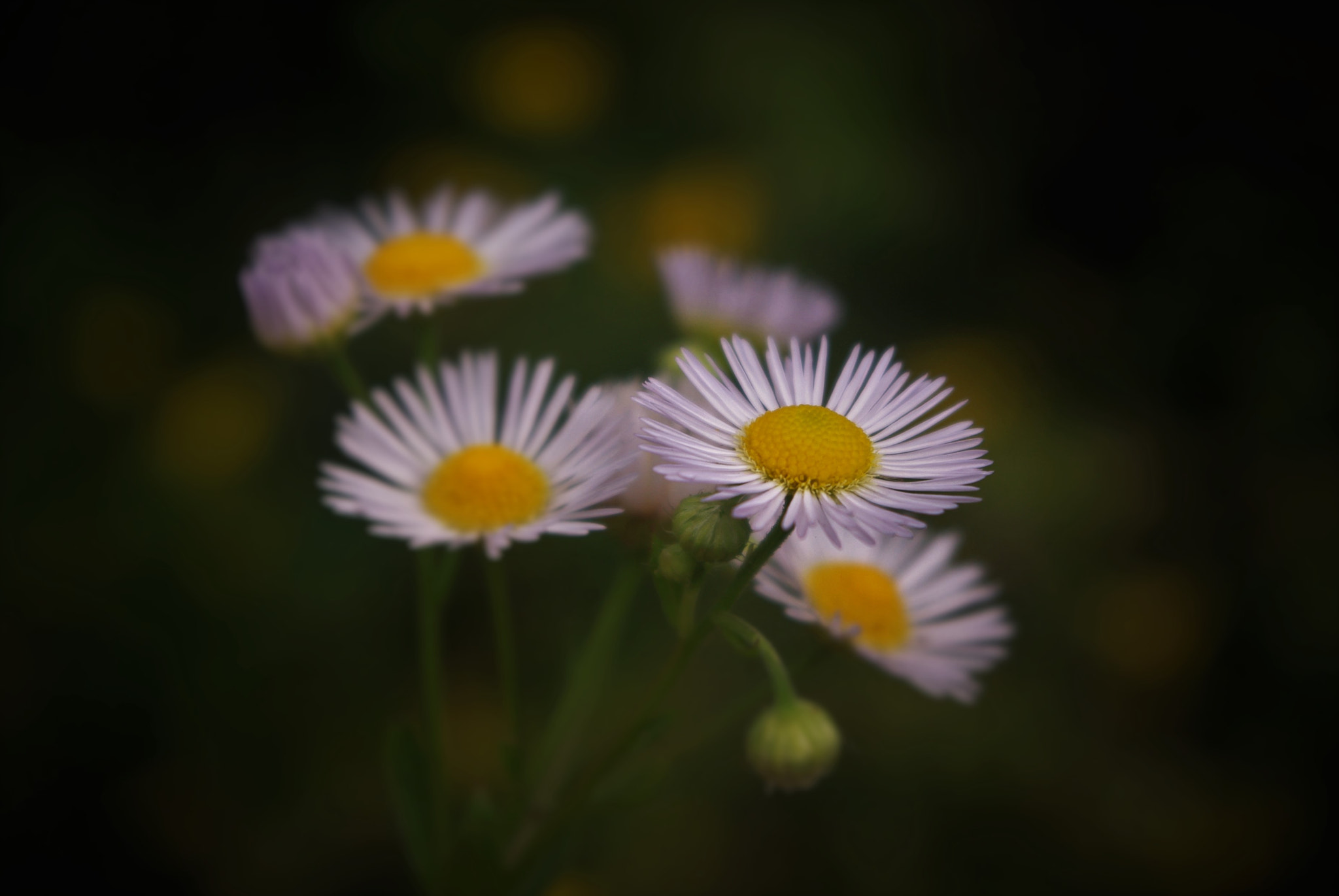 Pentax K-m (K2000) + smc PENTAX-DA L 18-55mm F3.5-5.6 sample photo. () photography