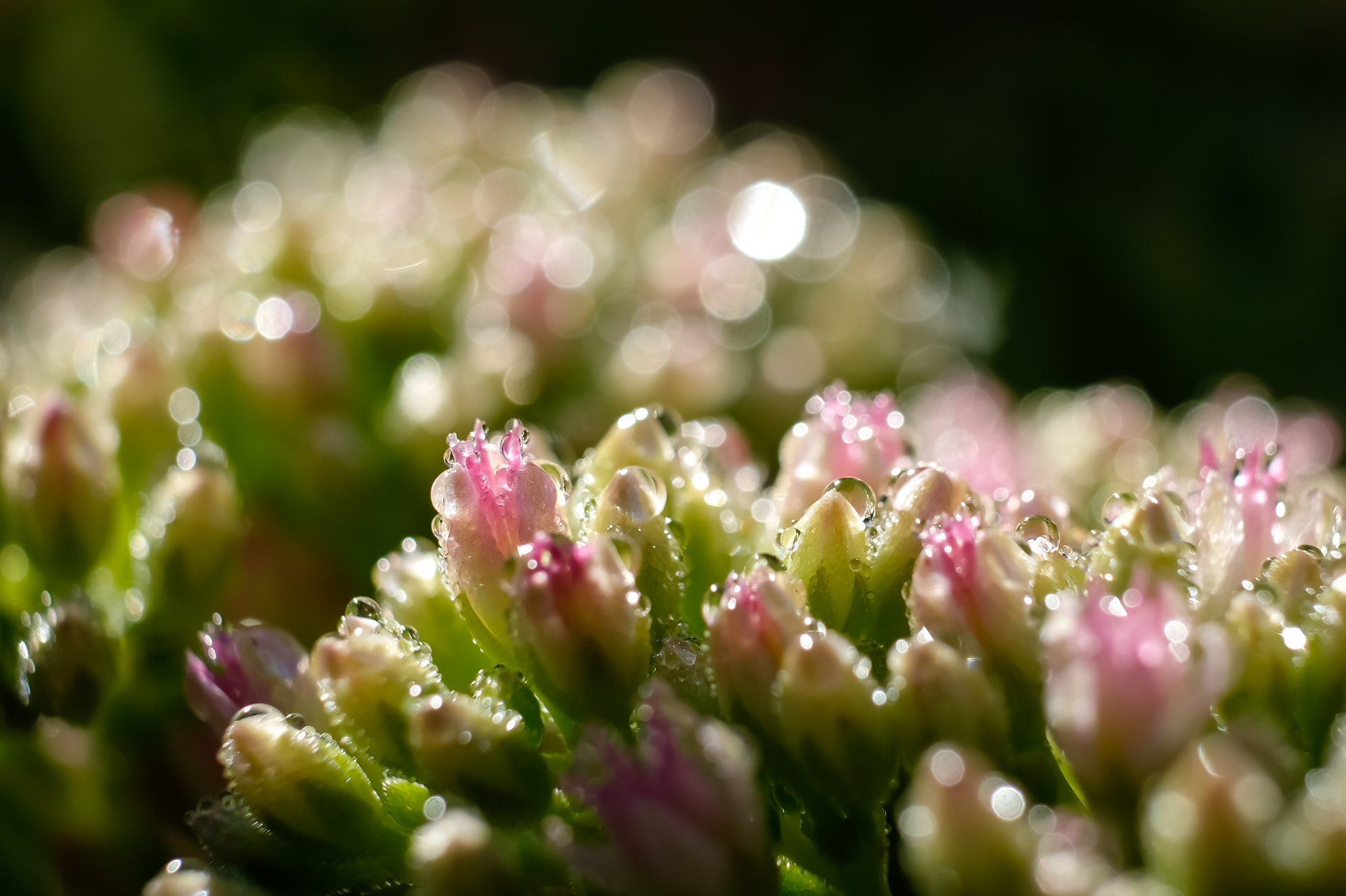 Fujifilm X-T1 + Fujifilm XF 60mm F2.4 R Macro sample photo. Rosée du matin photography
