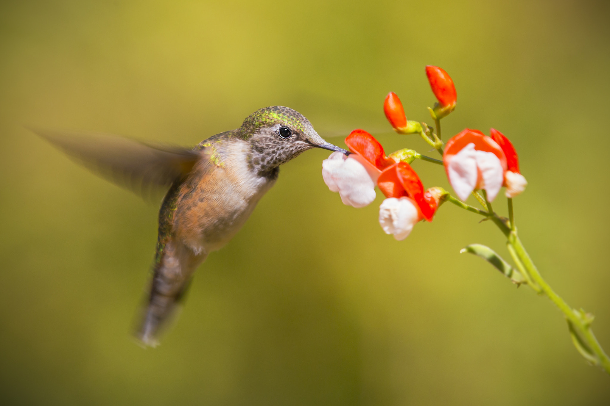 Canon EOS 6D + Canon EF 70-200mm F2.8L IS II USM sample photo. Hummingbird in flight photography