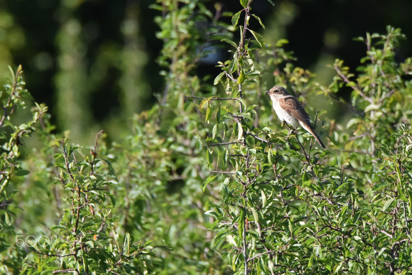 Tamron SP 150-600mm F5-6.3 Di VC USD sample photo. Passer montanus photography