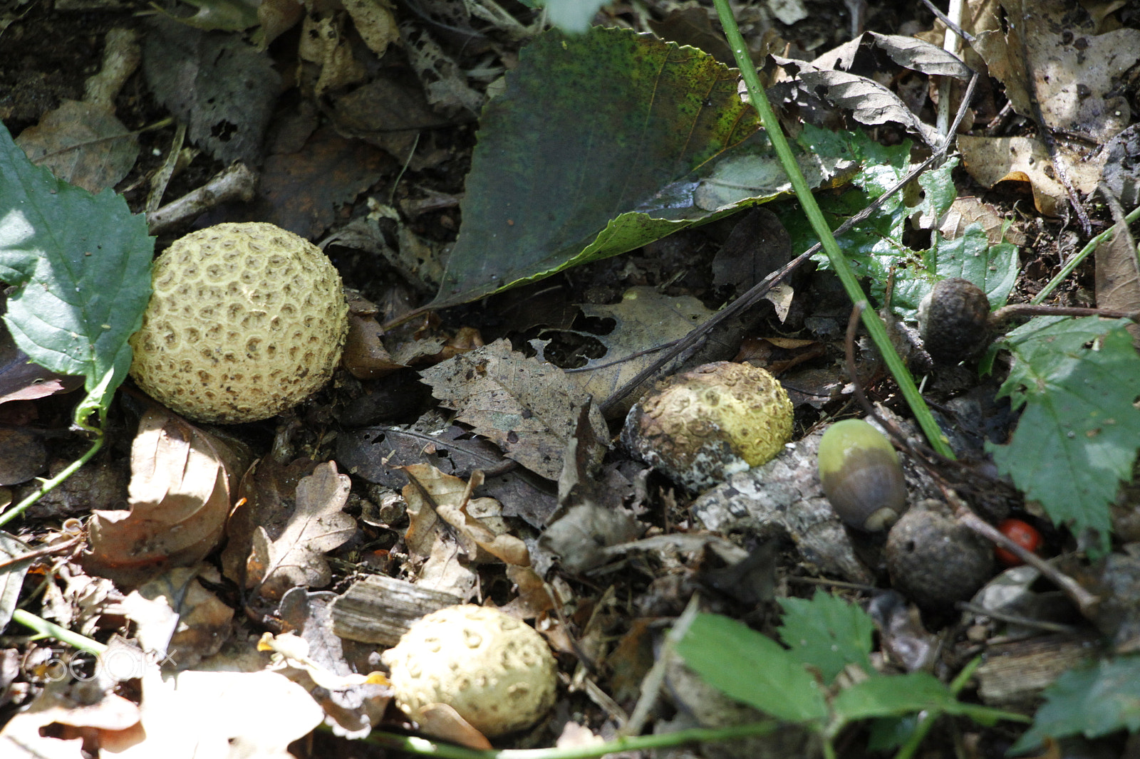 Canon EOS 50D sample photo. Autumn in the forest photography