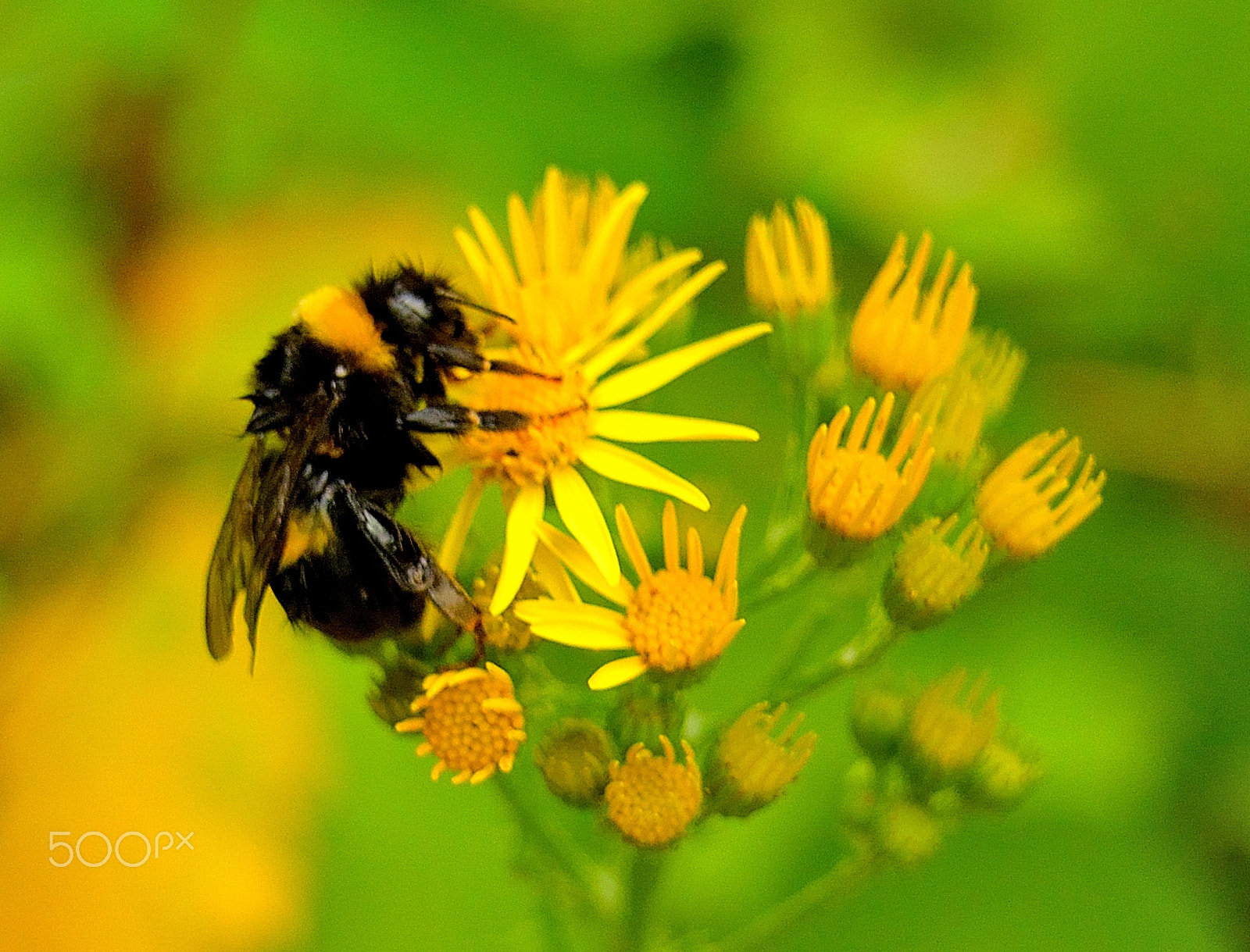 Nikon D3300 + Sigma 18-200mm F3.5-6.3 DC OS HSM sample photo. Yellow bee photography