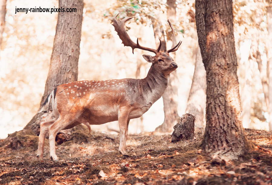 Sigma 70-200mm F2.8 EX DG Macro HSM II sample photo. King of the forest photography