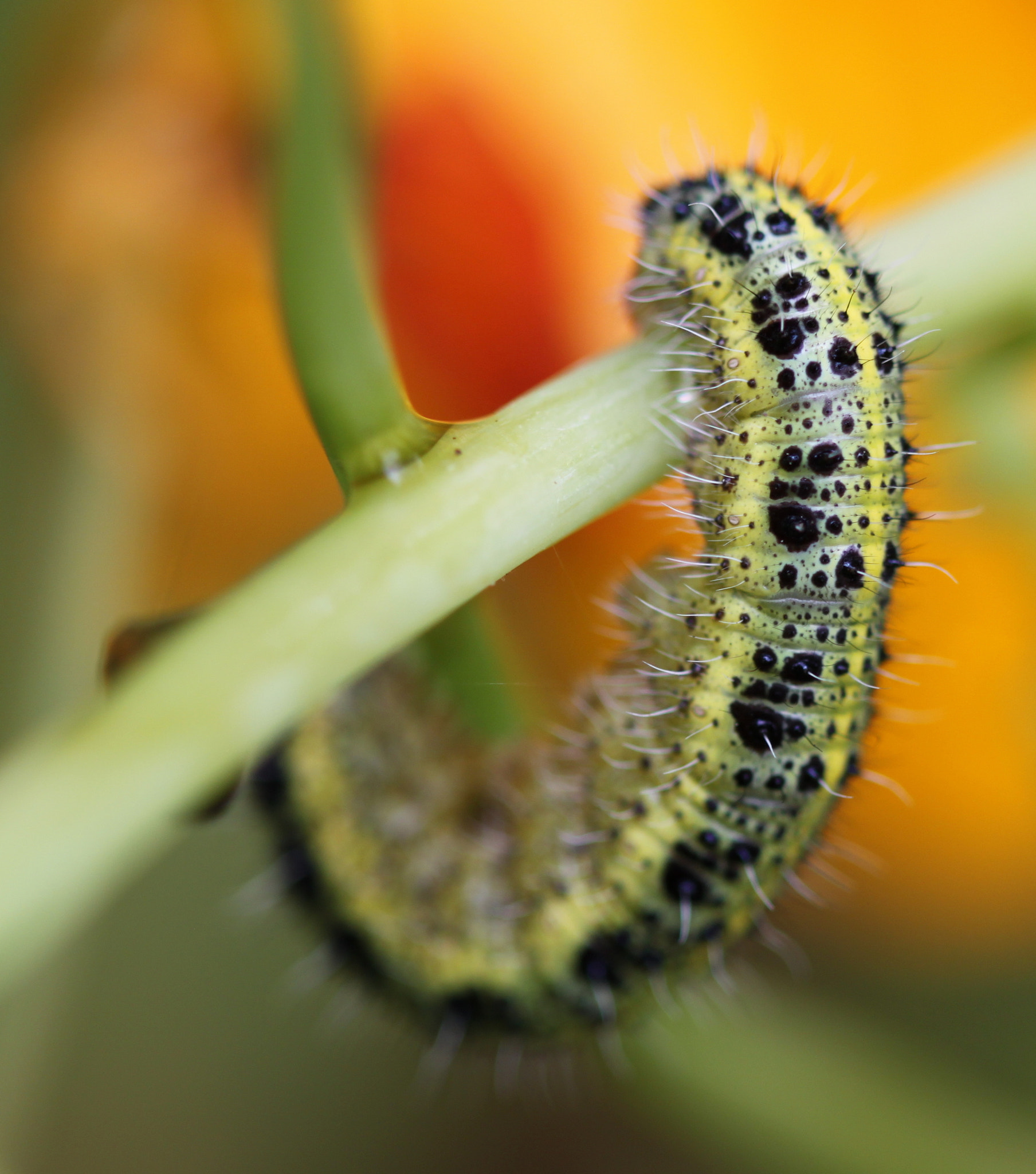Canon EF 100mm F2.8 Macro USM sample photo. Worm photography