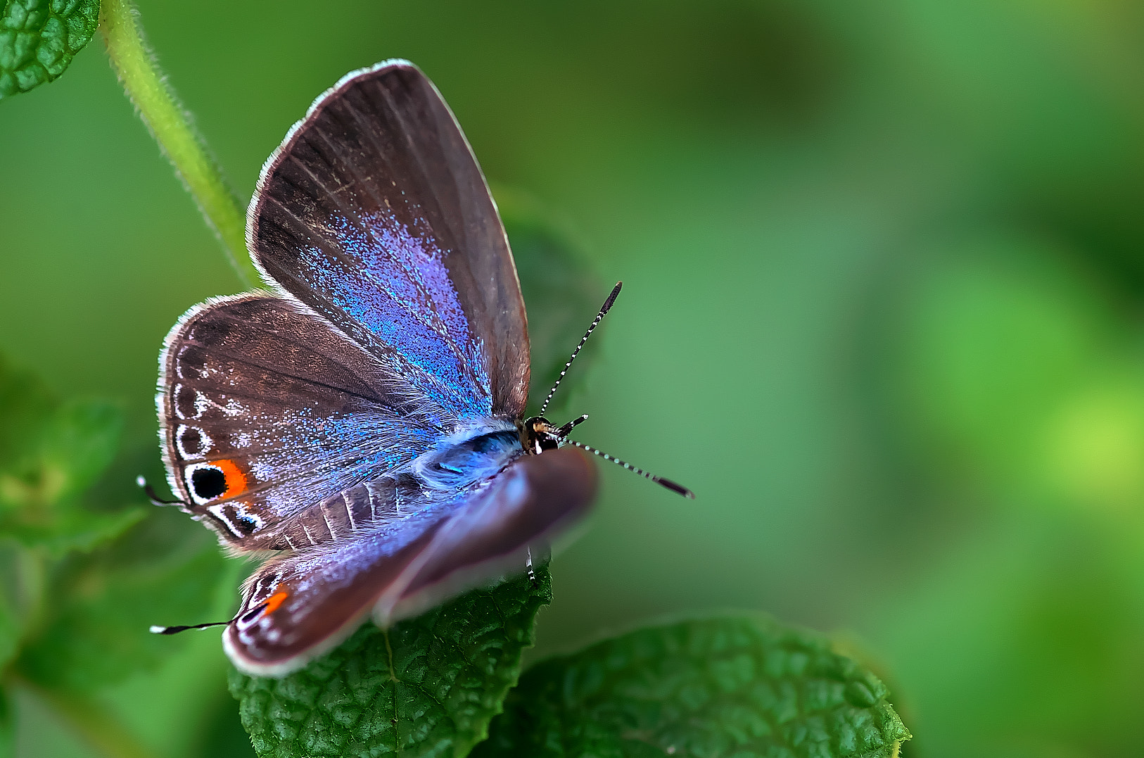 Pentax K-50 + Pentax smc D-FA 100mm F2.8 Macro WR sample photo. Butterfly photography