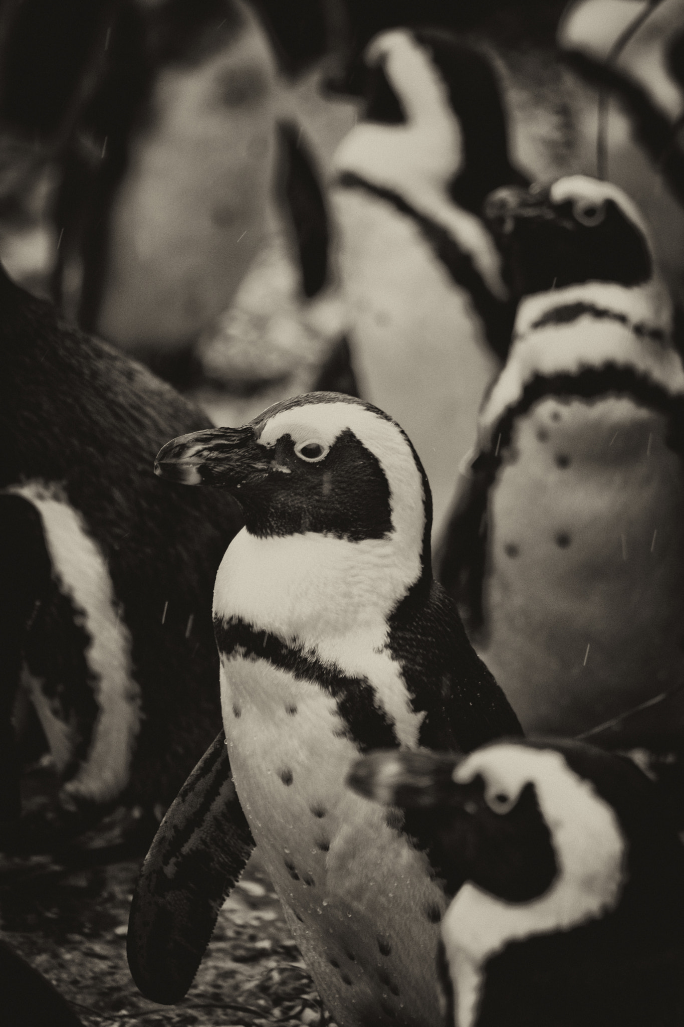 Sigma 70-300mm F4-5.6 APO DG Macro sample photo. Penguin crowd photography