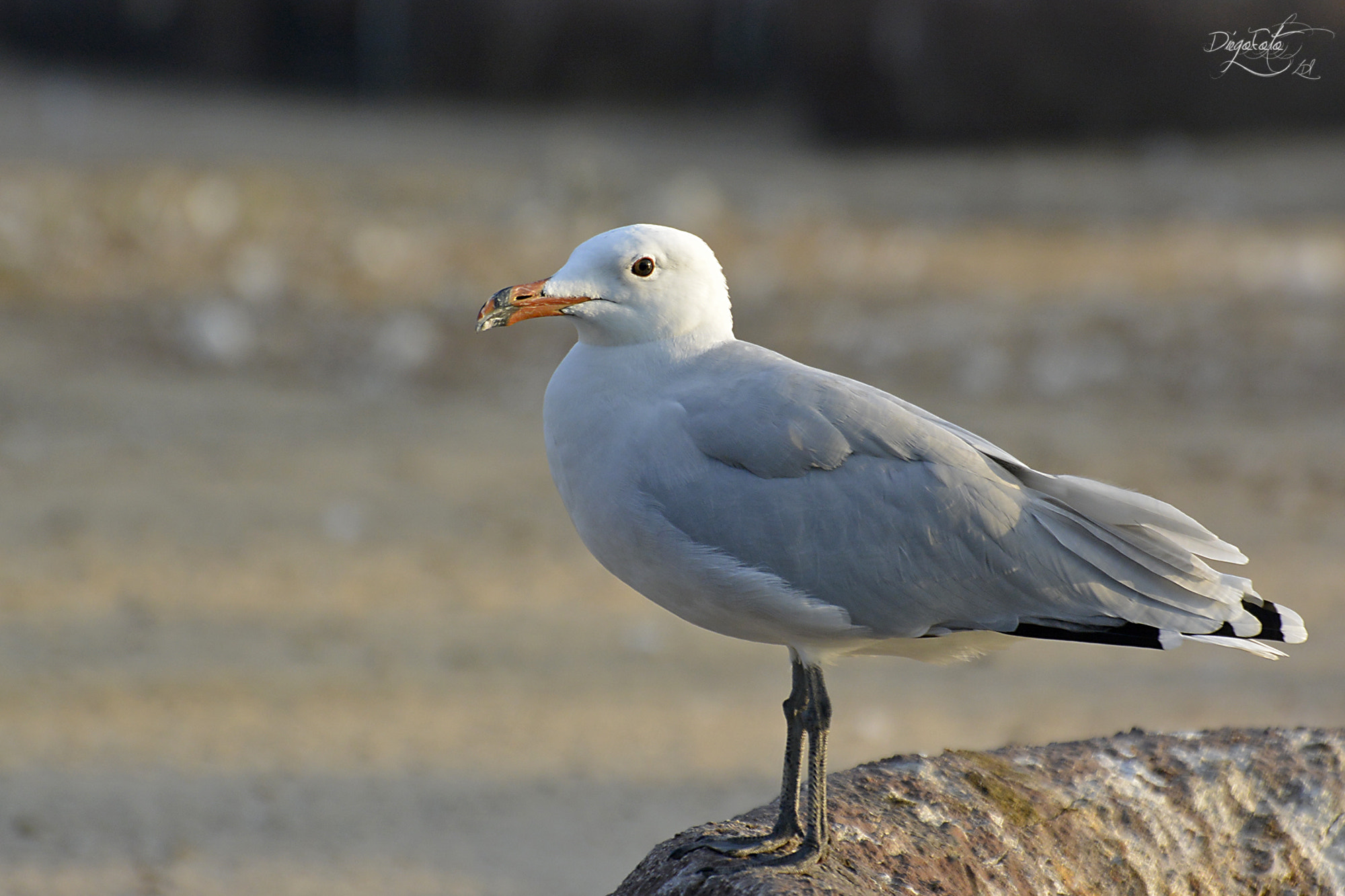 Nikon 1 V2 + VR 70-300mm f/4.5-5.6G sample photo. Gaviota photography