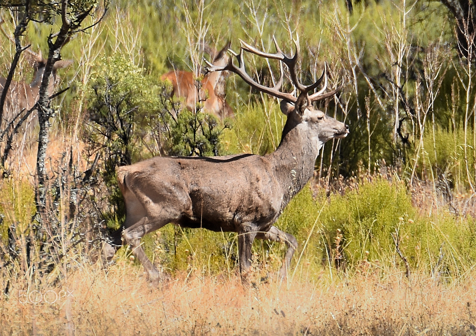 Tamron SP 70-200mm F2.8 Di VC USD sample photo. Deer. national park cabañeros, ciudad real. spain photography
