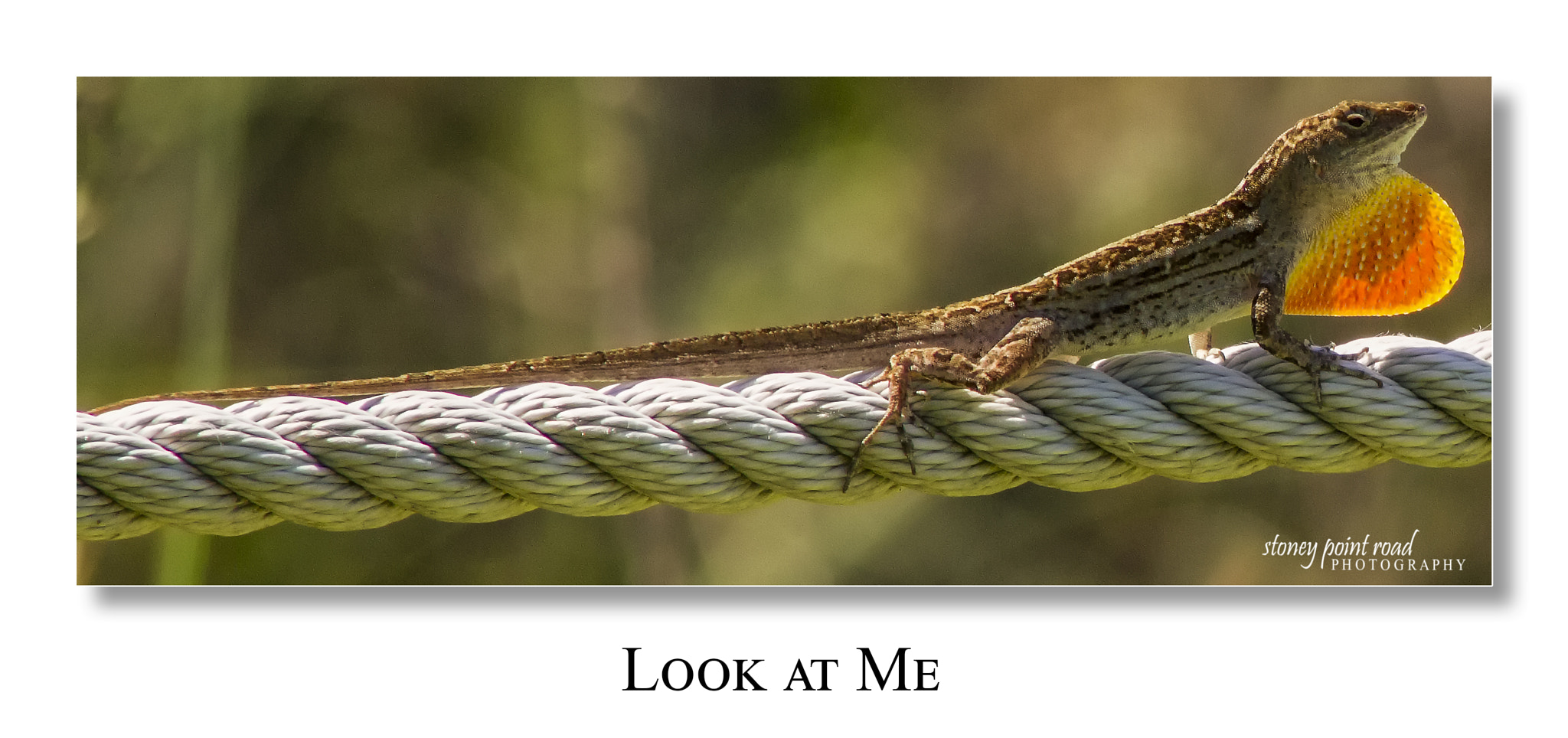 Canon EF 75-300mm f/4-5.6 USM sample photo. Brown anole photography