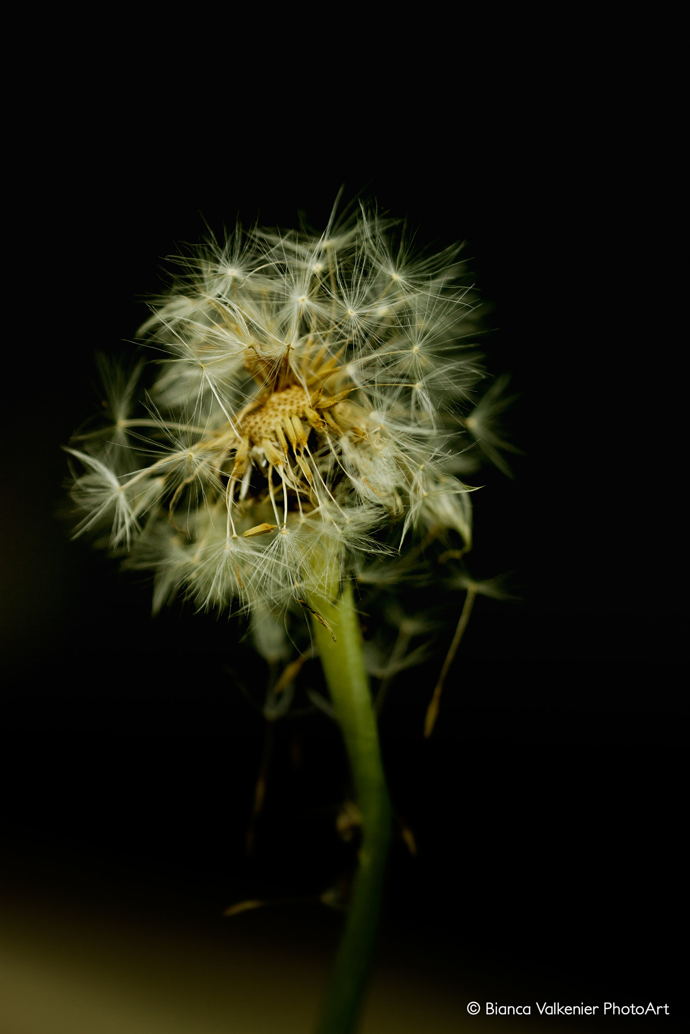 Sigma 150mm f/2.8 EX DG OS HSM APO Macro sample photo. Dandelion (taraxacum officinale) photography