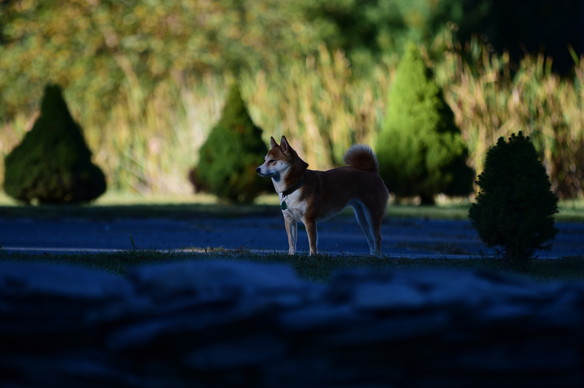Nikon D4S sample photo. Shiba surveying its surroundings photography