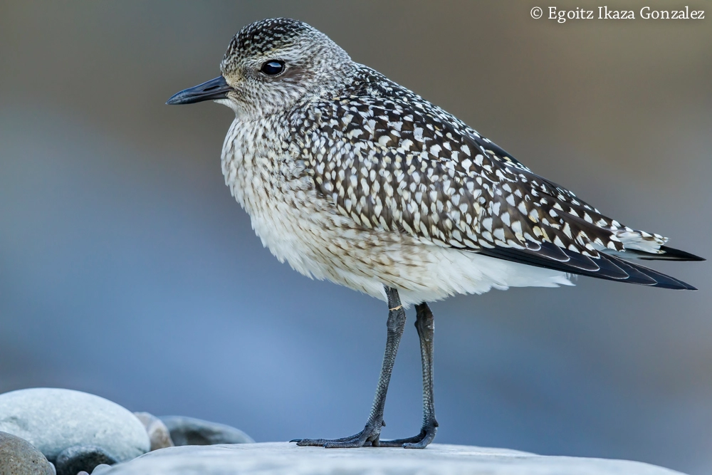 Canon EF 500mm F4L IS II USM sample photo. Grey plover photography