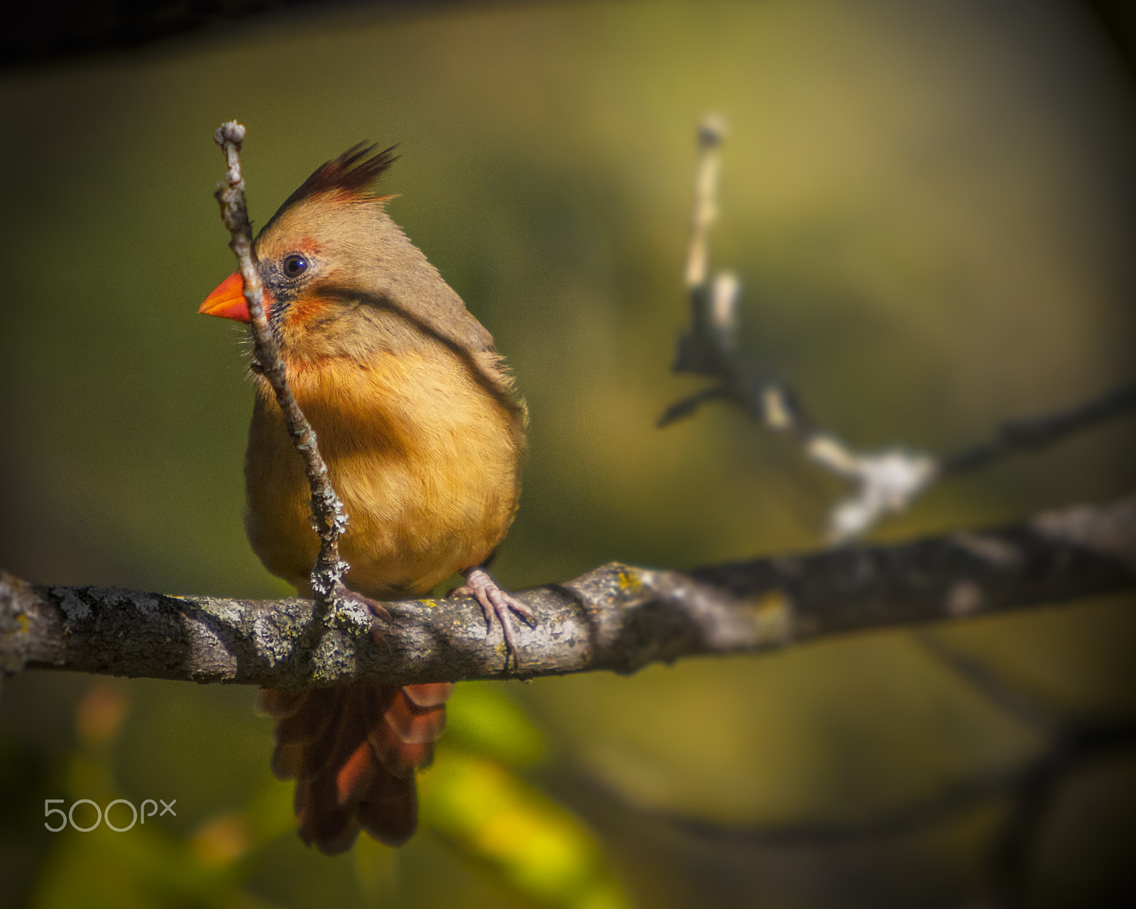 Canon EF 70-200mm F2.8L IS USM sample photo. Cardinal photography