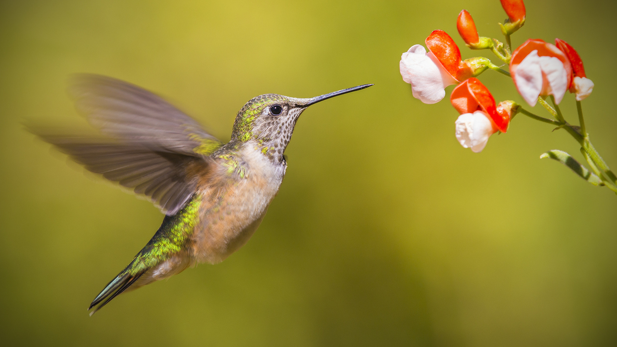 Canon EOS 6D + Canon EF 70-200mm F2.8L IS II USM sample photo. Hummingbird feeding on flower photography