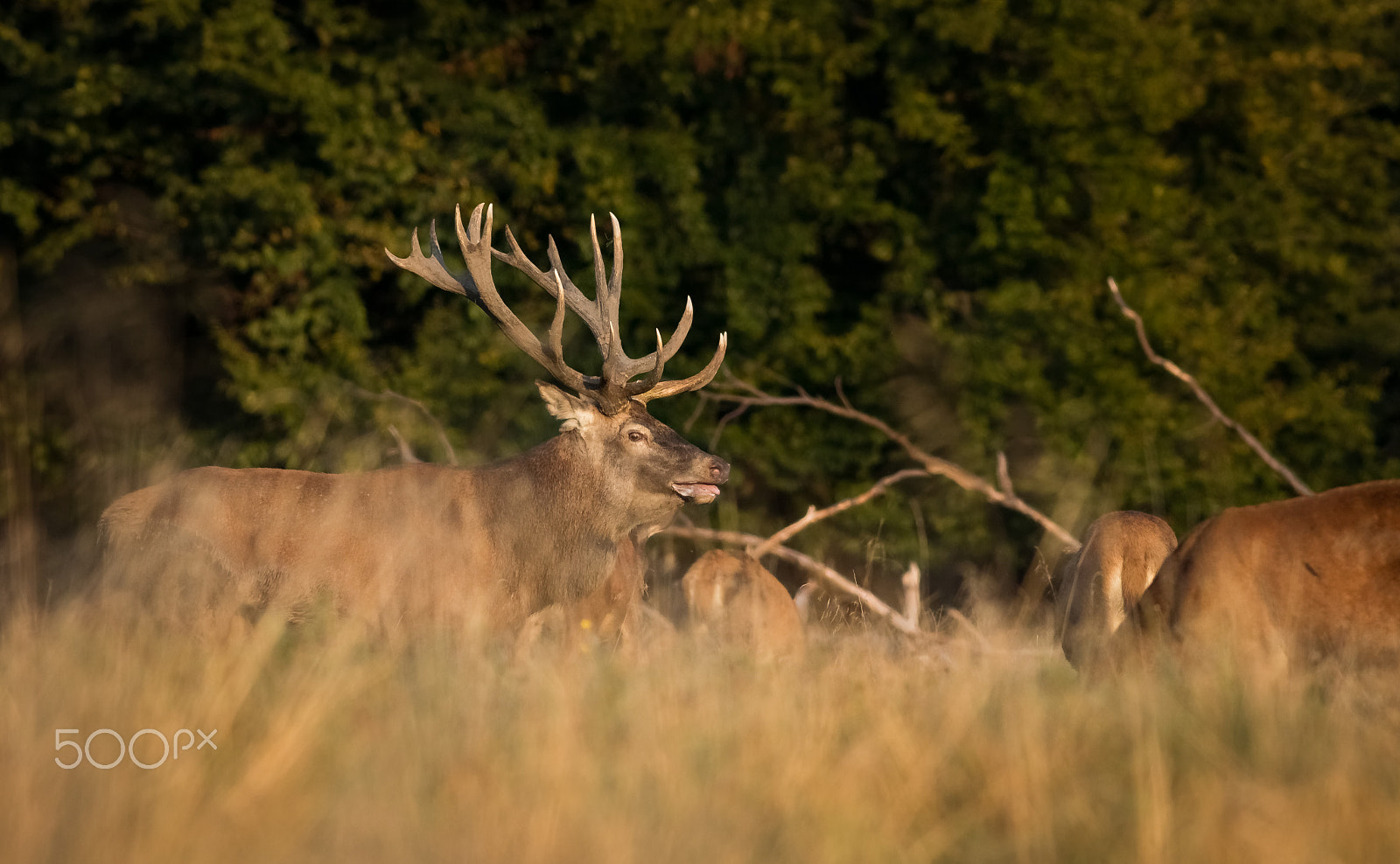 Canon EOS 760D (EOS Rebel T6s / EOS 8000D) + Canon EF 400mm F5.6L USM sample photo. Jelení říje photography