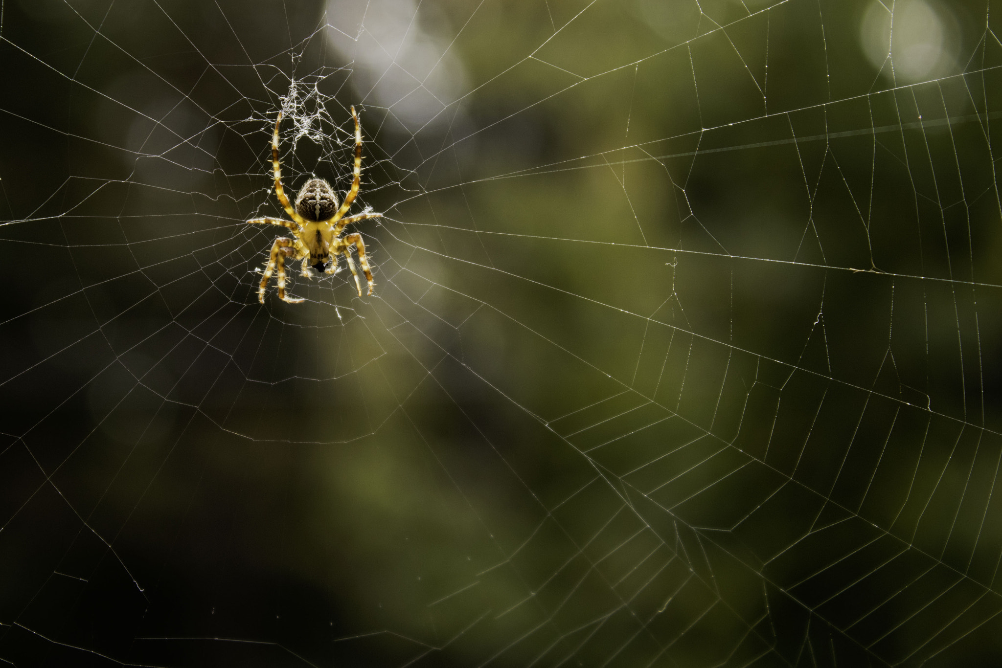 Canon EOS 750D (EOS Rebel T6i / EOS Kiss X8i) sample photo. Spider photography