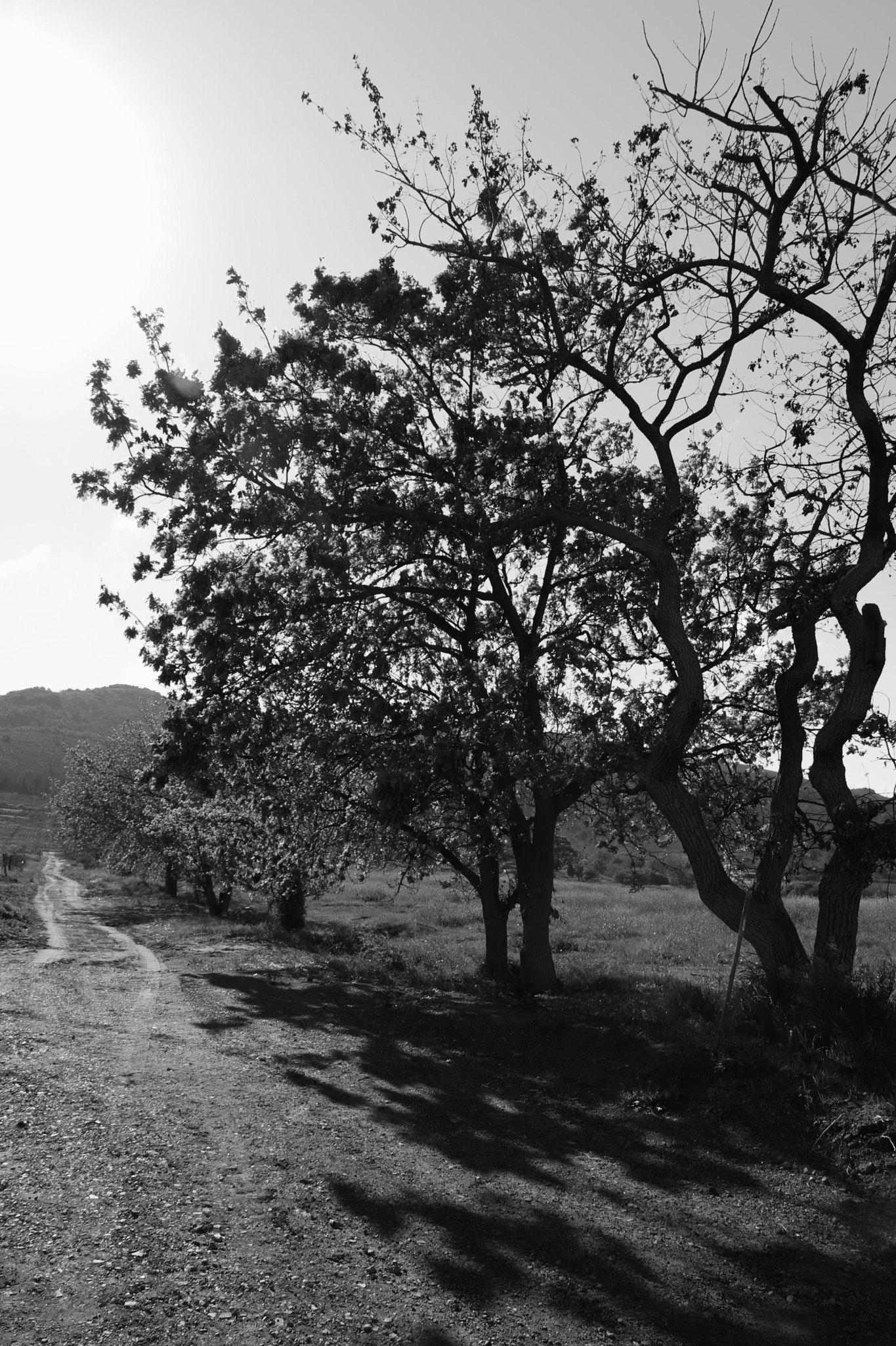 Canon EOS 750D (EOS Rebel T6i / EOS Kiss X8i) sample photo. Scattered shade photography