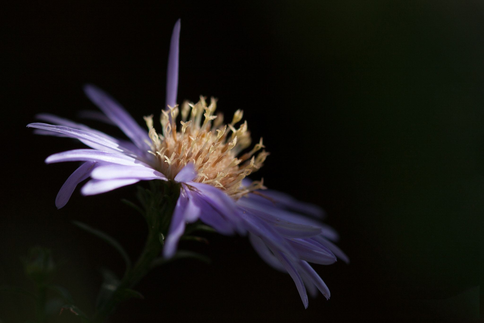 Canon EF 100mm F2.8 Macro USM sample photo. Le doigt levé (the raised finger) photography