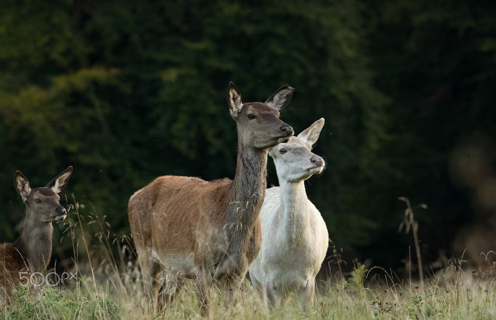 Canon EOS 760D (EOS Rebel T6s / EOS 8000D) + Canon EF 400mm F5.6L USM sample photo. Jelení říje photography