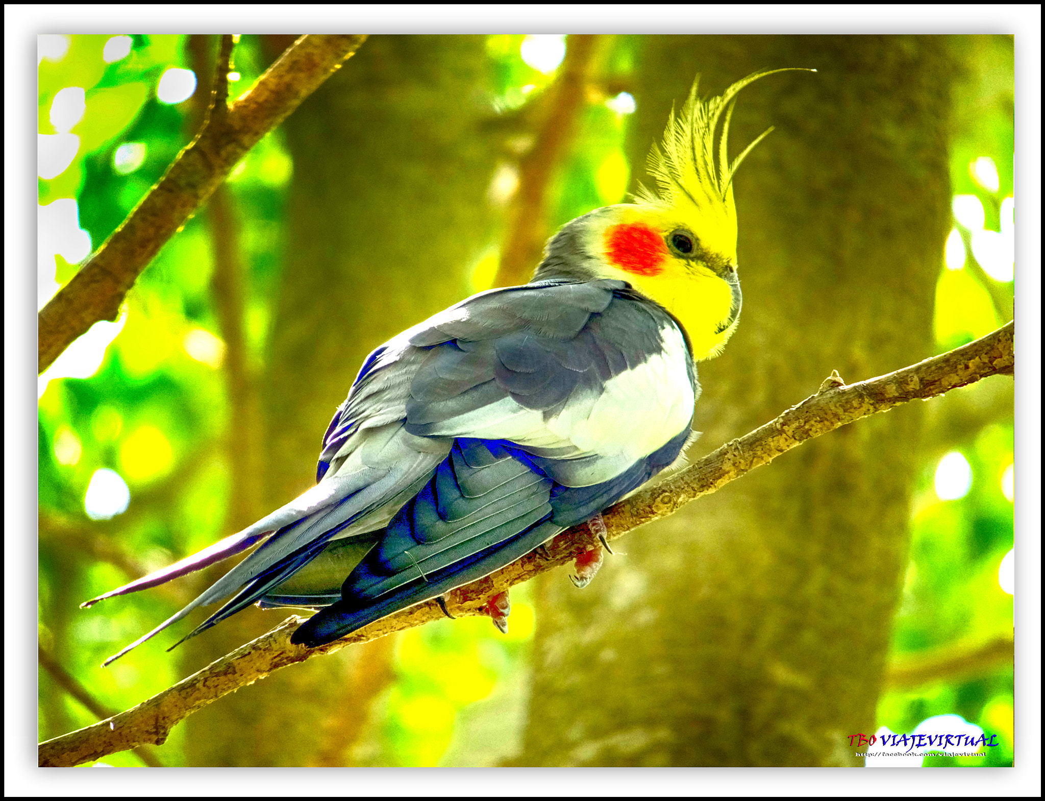 Fujifilm FinePix F850EXR sample photo. Cockatiel - cacatúa. nymphicus hollandicus photography