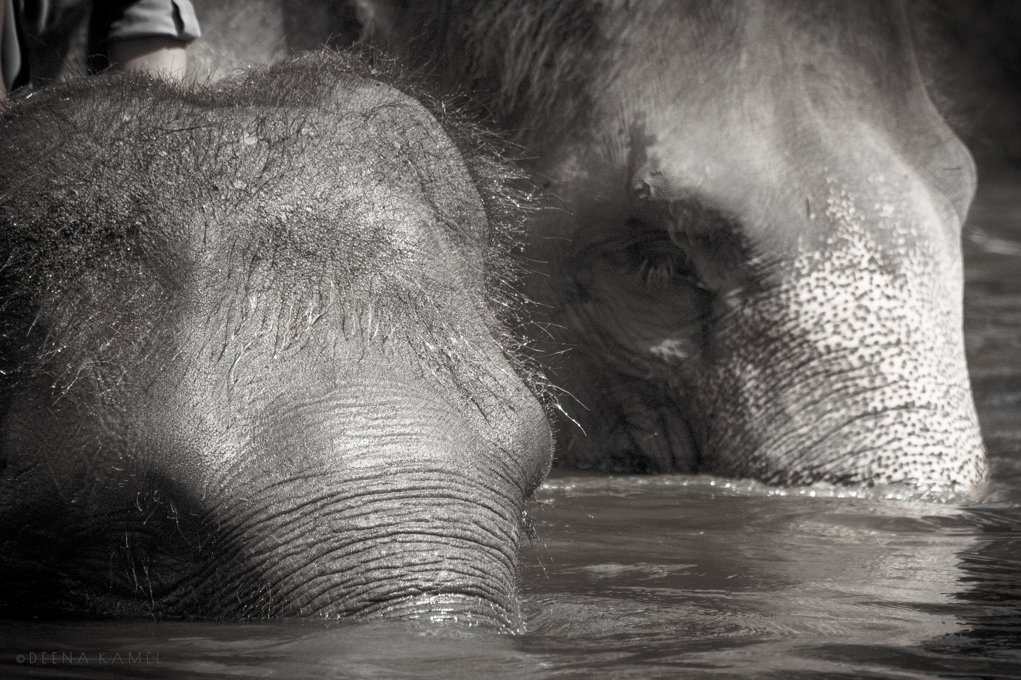 Sigma 70-300mm F4-5.6 APO DG Macro sample photo. Two elephants photography