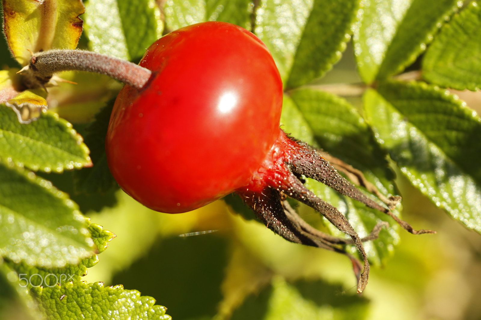 Sigma APO Macro 180mm F2.8 EX DG OS HSM sample photo. Rose hip photography