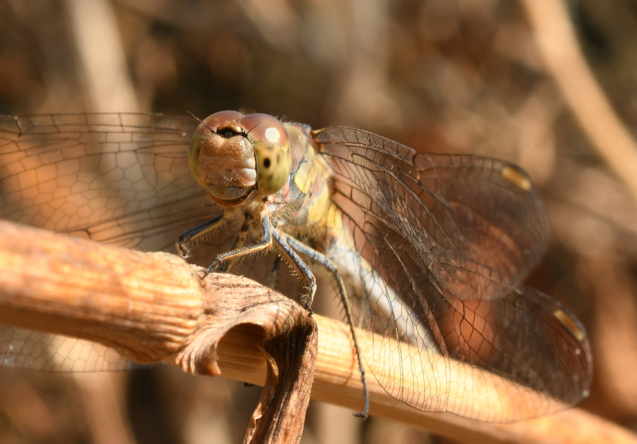 Nikon D500 + Nikon AF-S DX Micro Nikkor 40mm F2.8 sample photo. Smějící se vážka photography