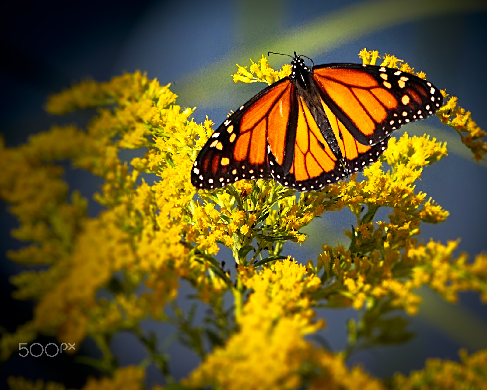 Canon EF 70-200mm F2.8L IS USM sample photo. Monarch butterfly photography