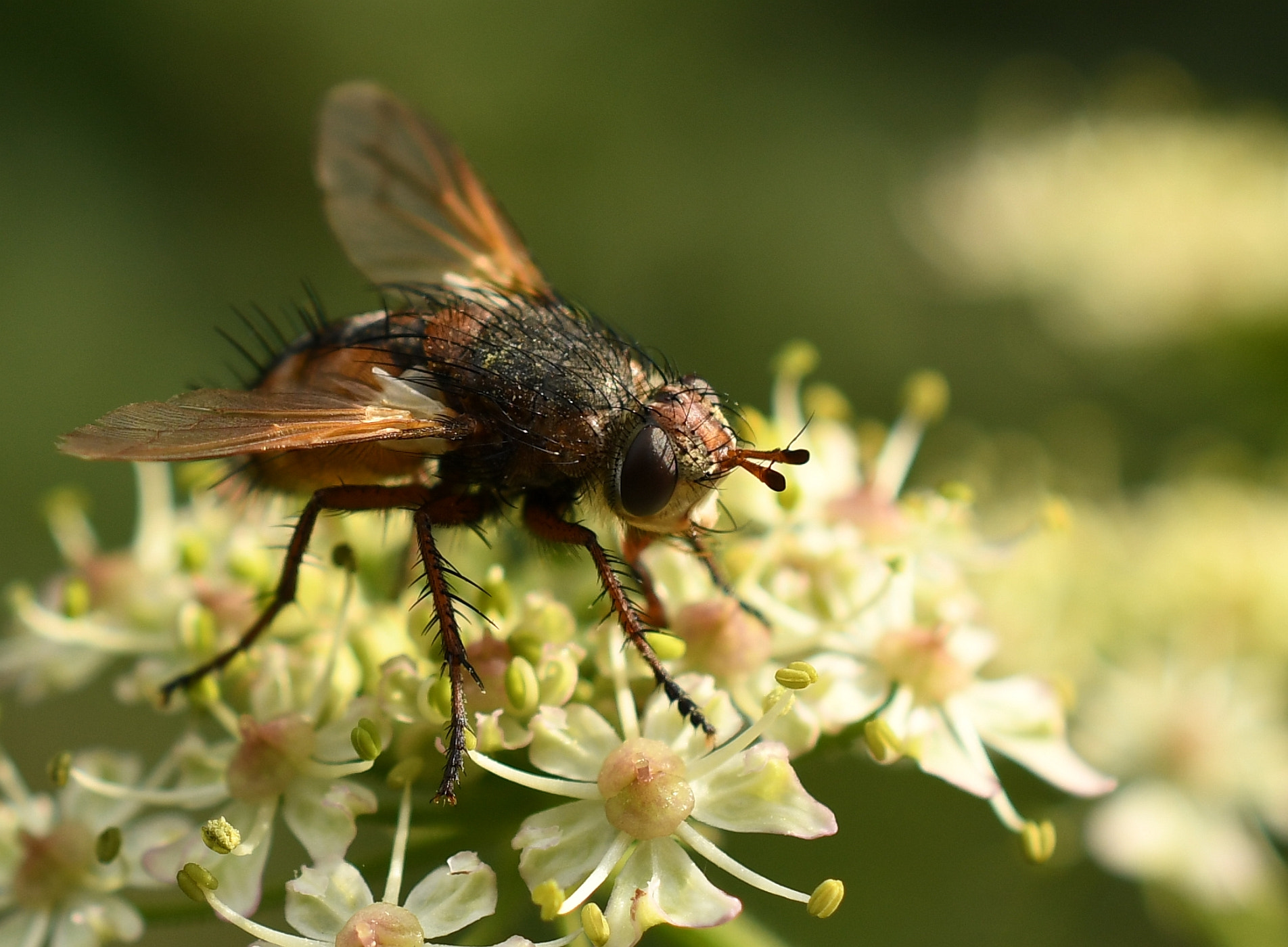 Nikon AF-S DX Micro Nikkor 40mm F2.8 sample photo. Kuklice červenonohá (tachina fera) photography