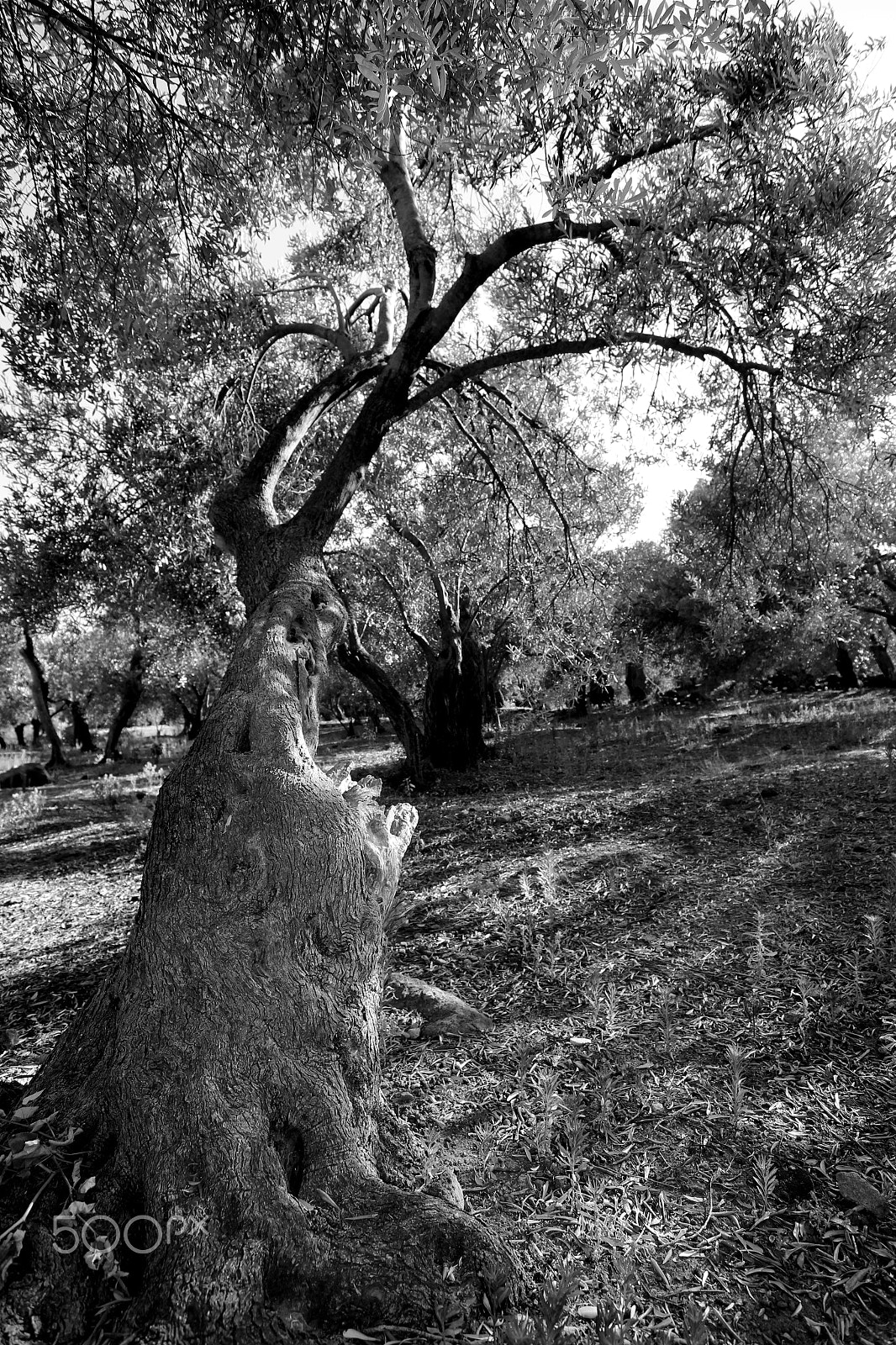 Canon EOS 100D (EOS Rebel SL1 / EOS Kiss X7) sample photo. Olive tree photography