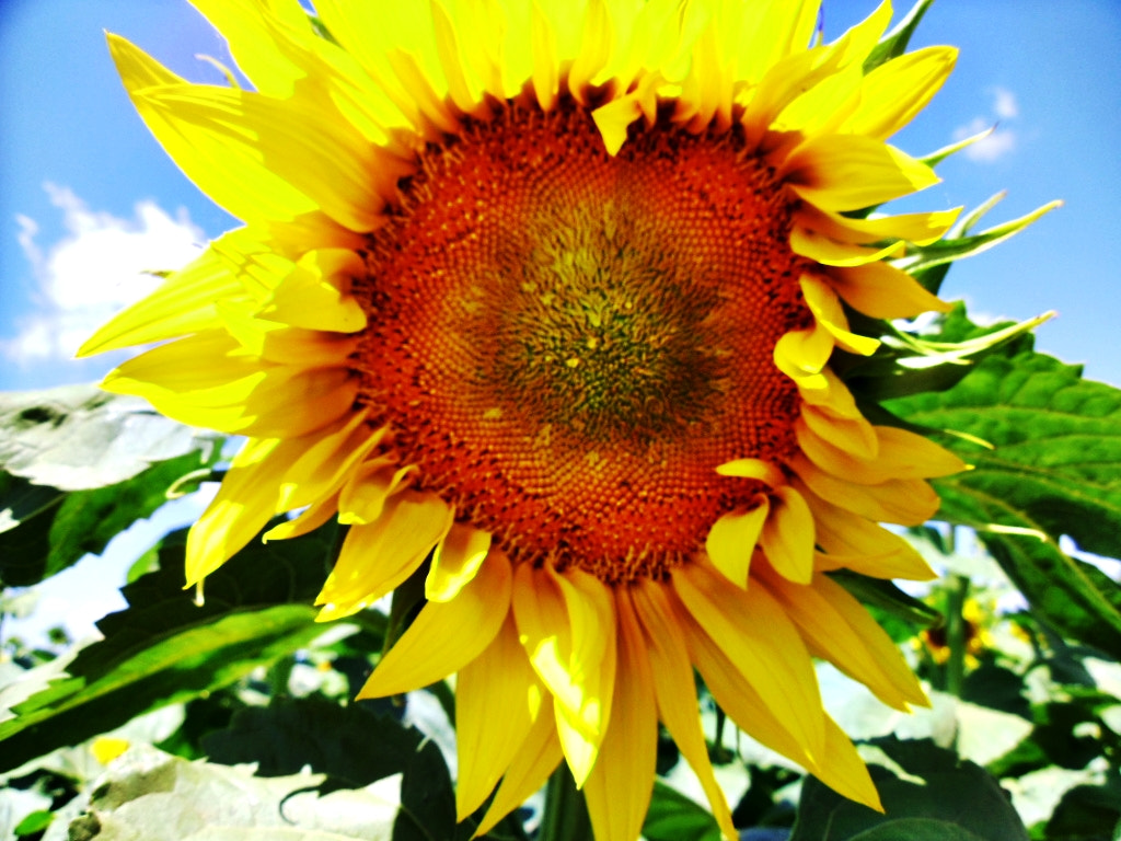 Samsung PL200/VLUU PL200 sample photo. Sister of sun photography
