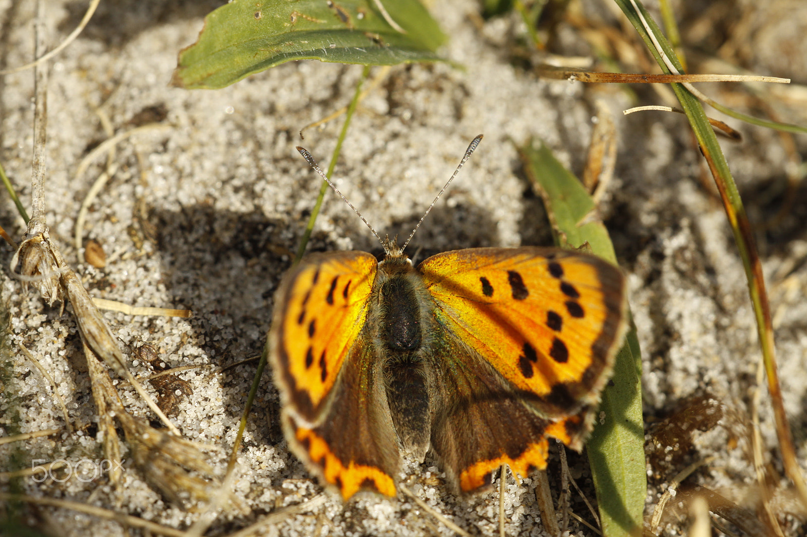 Sigma APO Macro 180mm F2.8 EX DG OS HSM sample photo. Lycaena phlaeas or small copper photography